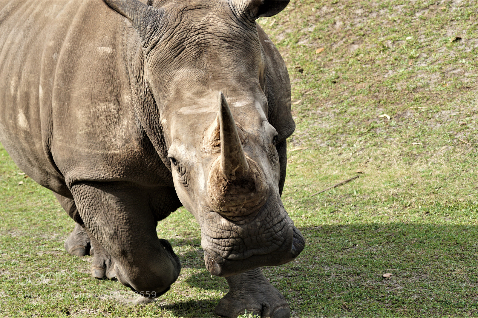 Sony a6000 sample photo. Rhino charging photography