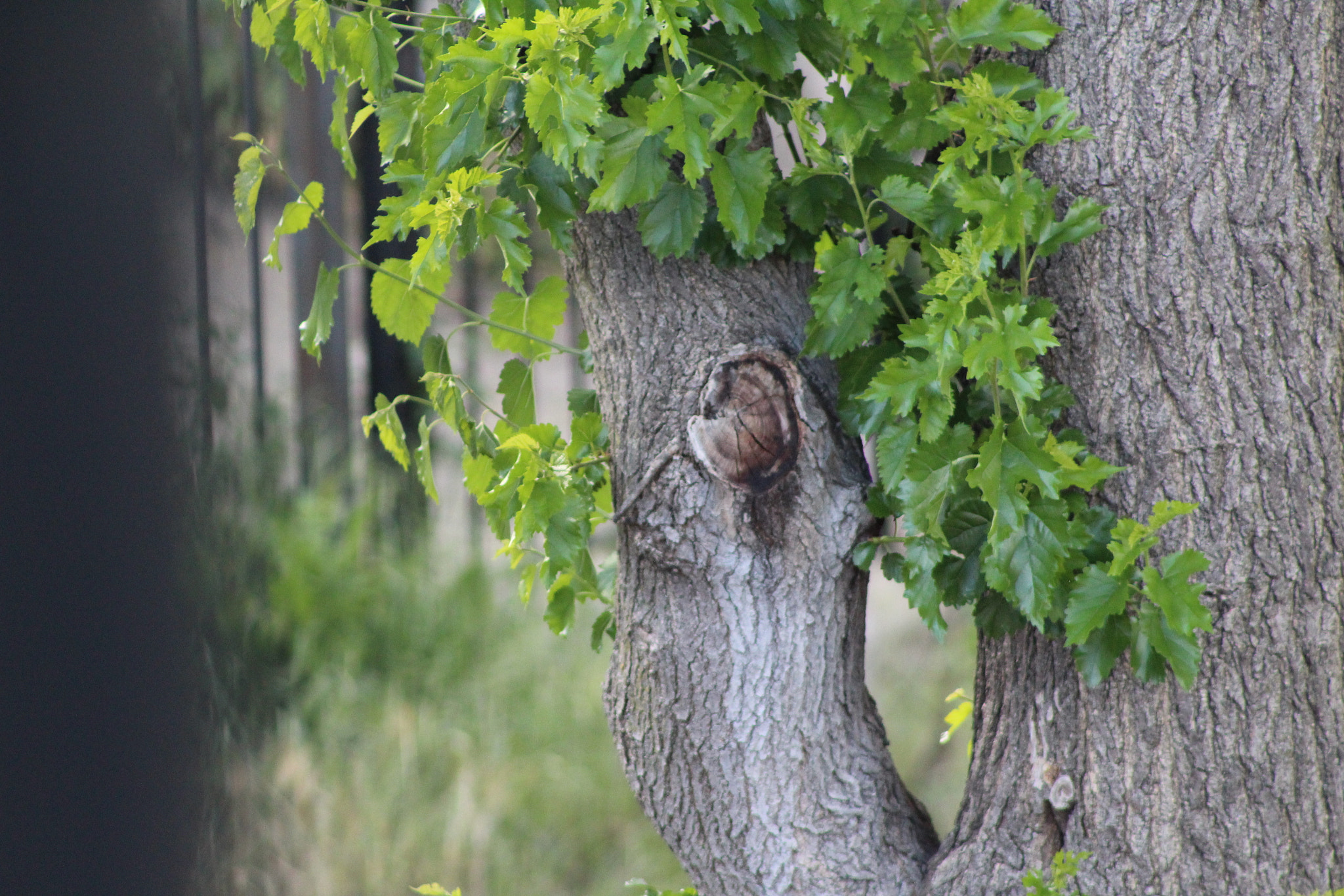 Canon EF 75-300mm f/4-5.6 sample photo