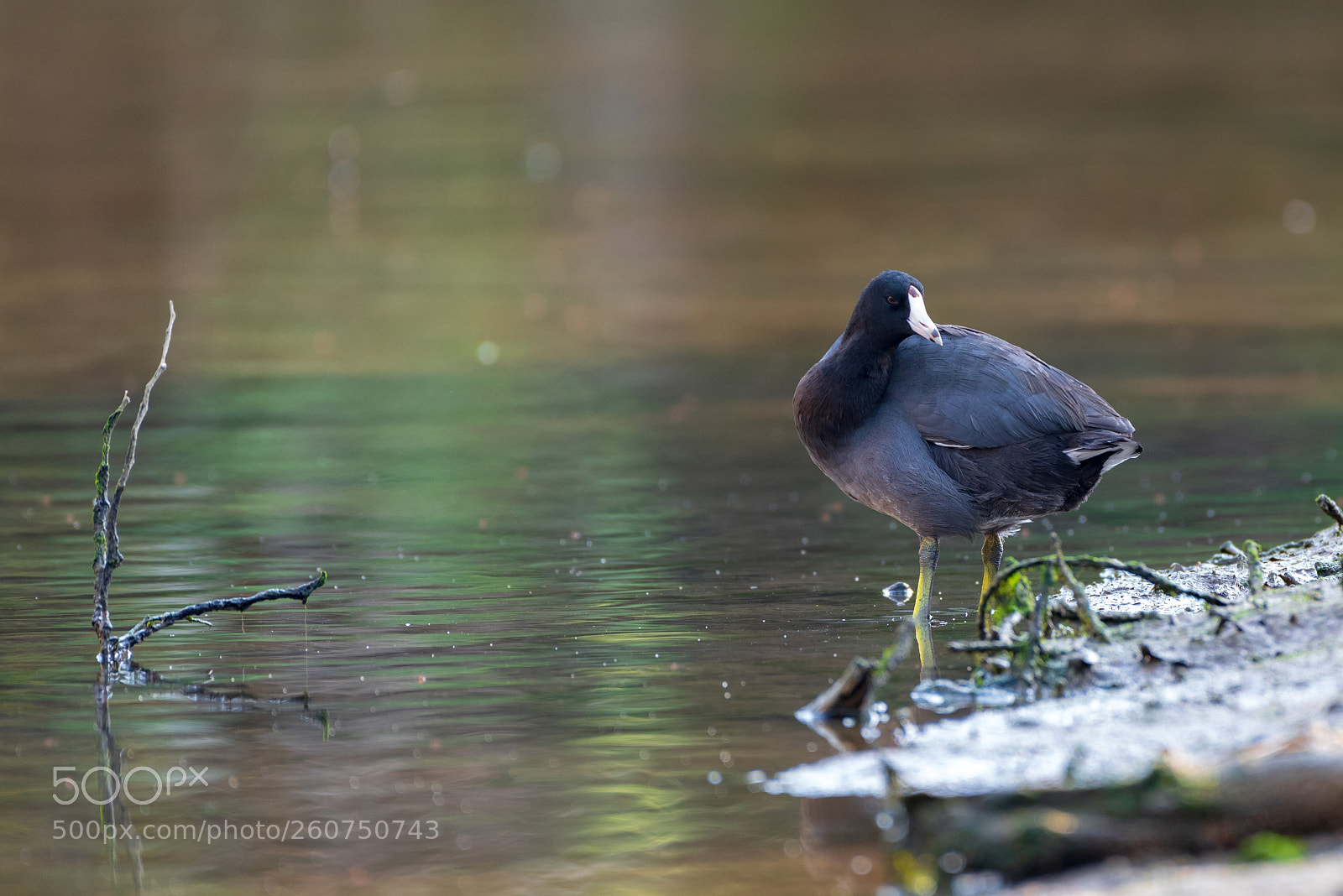 Nikon D750 sample photo. Gallareta americana (fulica americana) photography