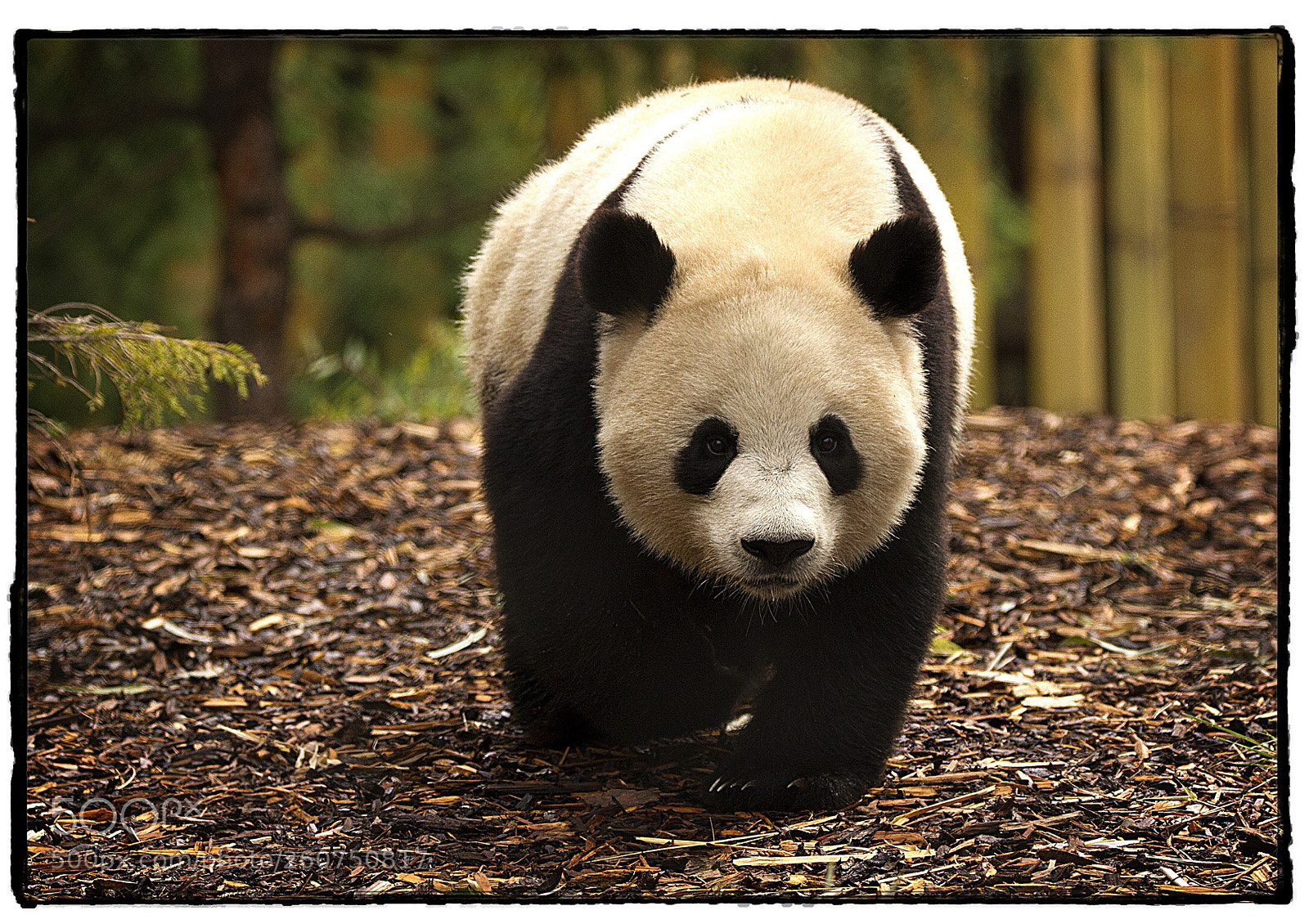 Canon EOS 7D sample photo. Giant panda  photography