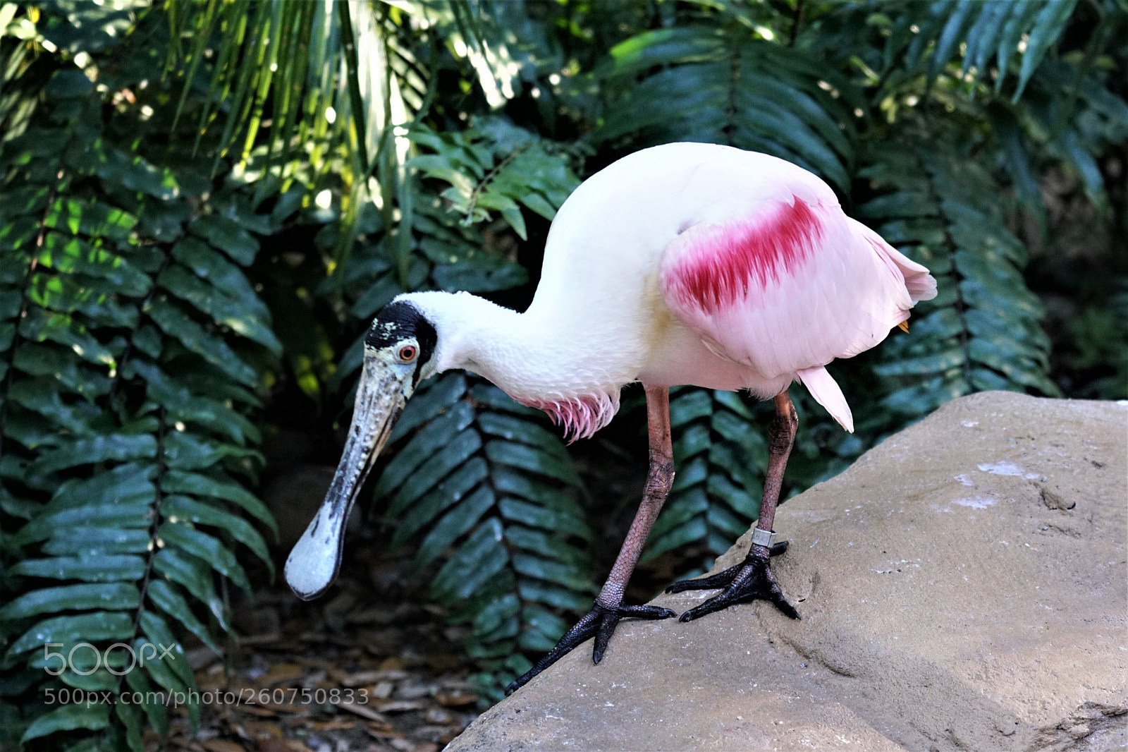 Sony a6000 sample photo. Spoonbill photography