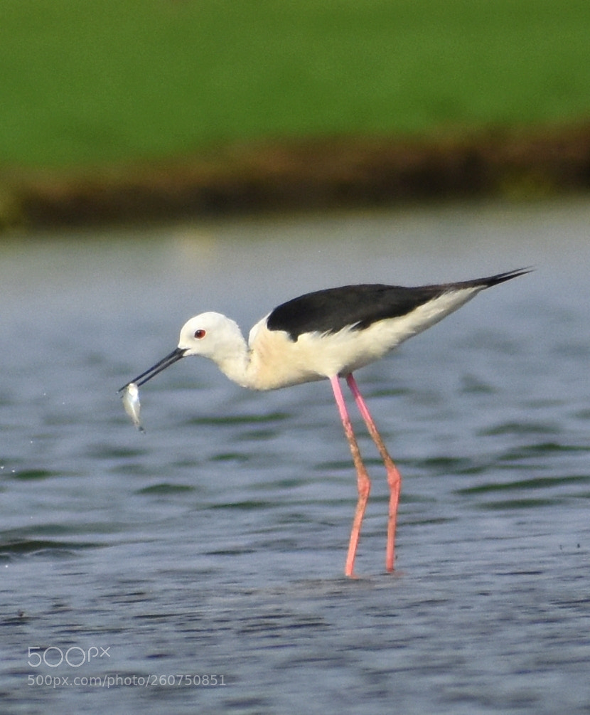 Nikon D7200 sample photo. Stilt photography