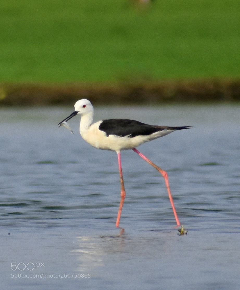 Nikon D7200 sample photo. Stilt photography