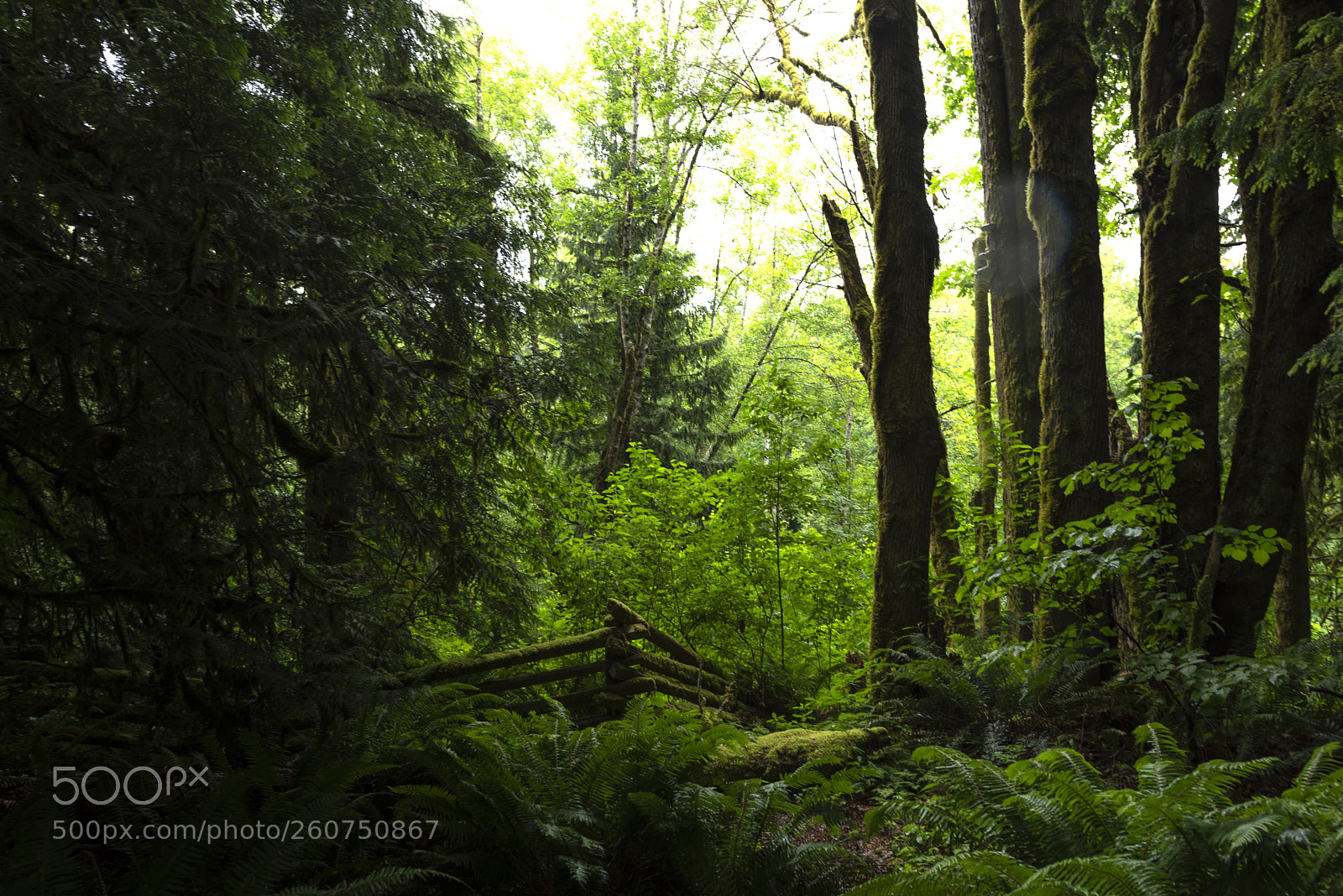 Nikon D750 sample photo. Into the forest i photography