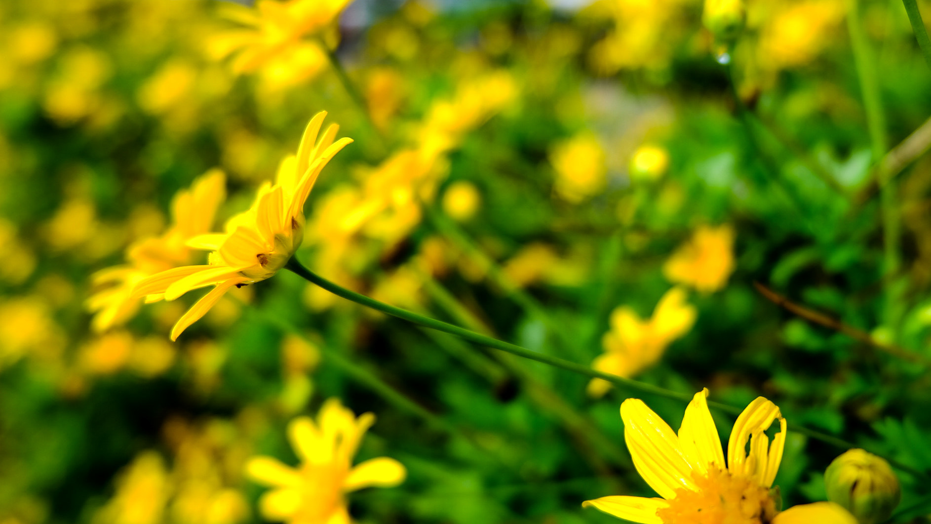Fujifilm X-A2 sample photo. Morning flowers photography