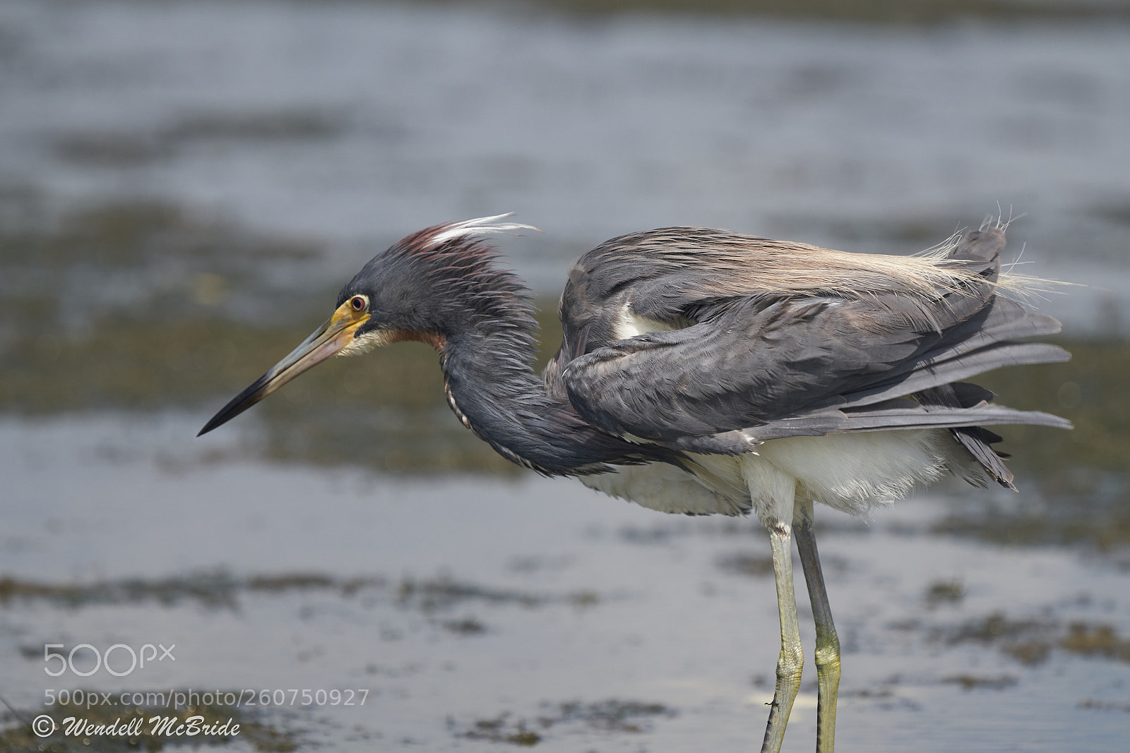 Sony a7R III sample photo. Tri-color heron photography
