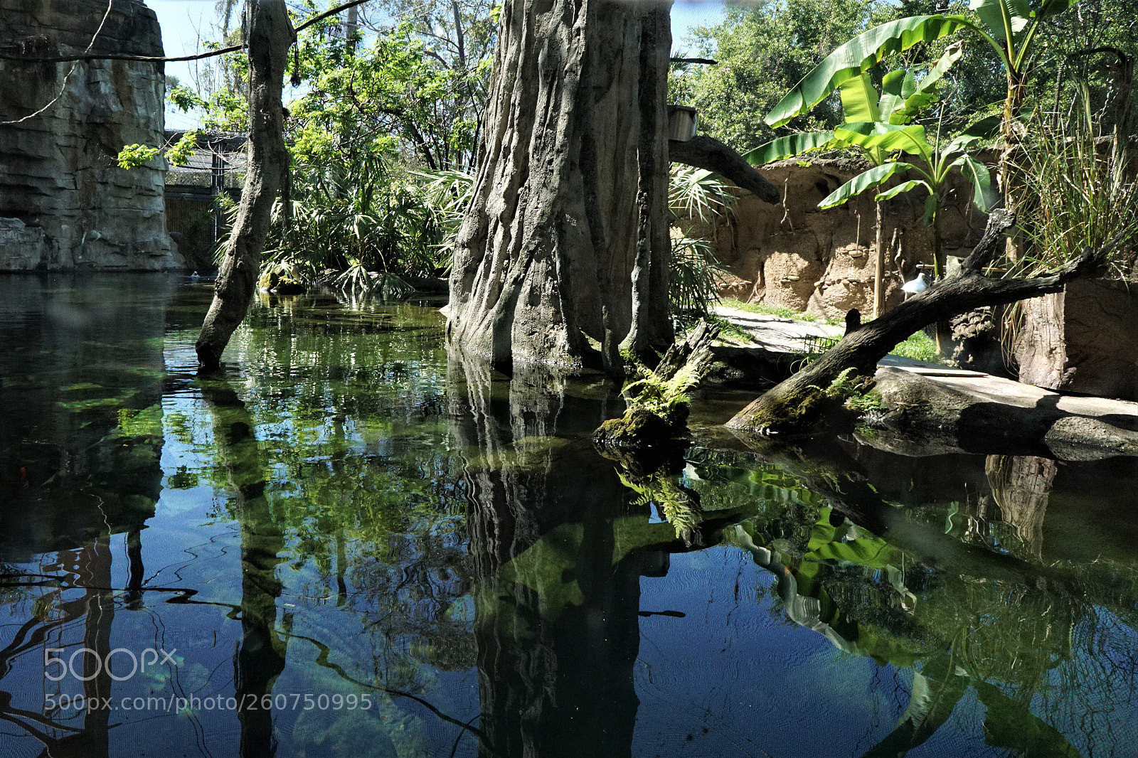 Sony a6000 sample photo. Swamp scene photography
