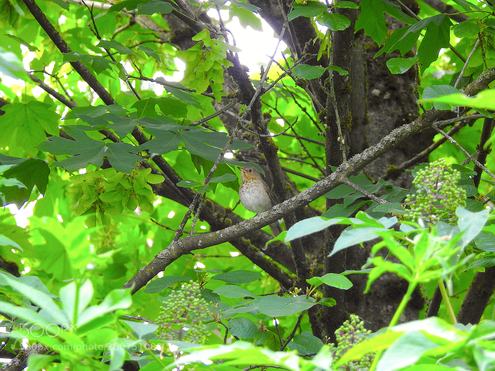 Nikon Coolpix P900 sample photo. Swainson thrush photography