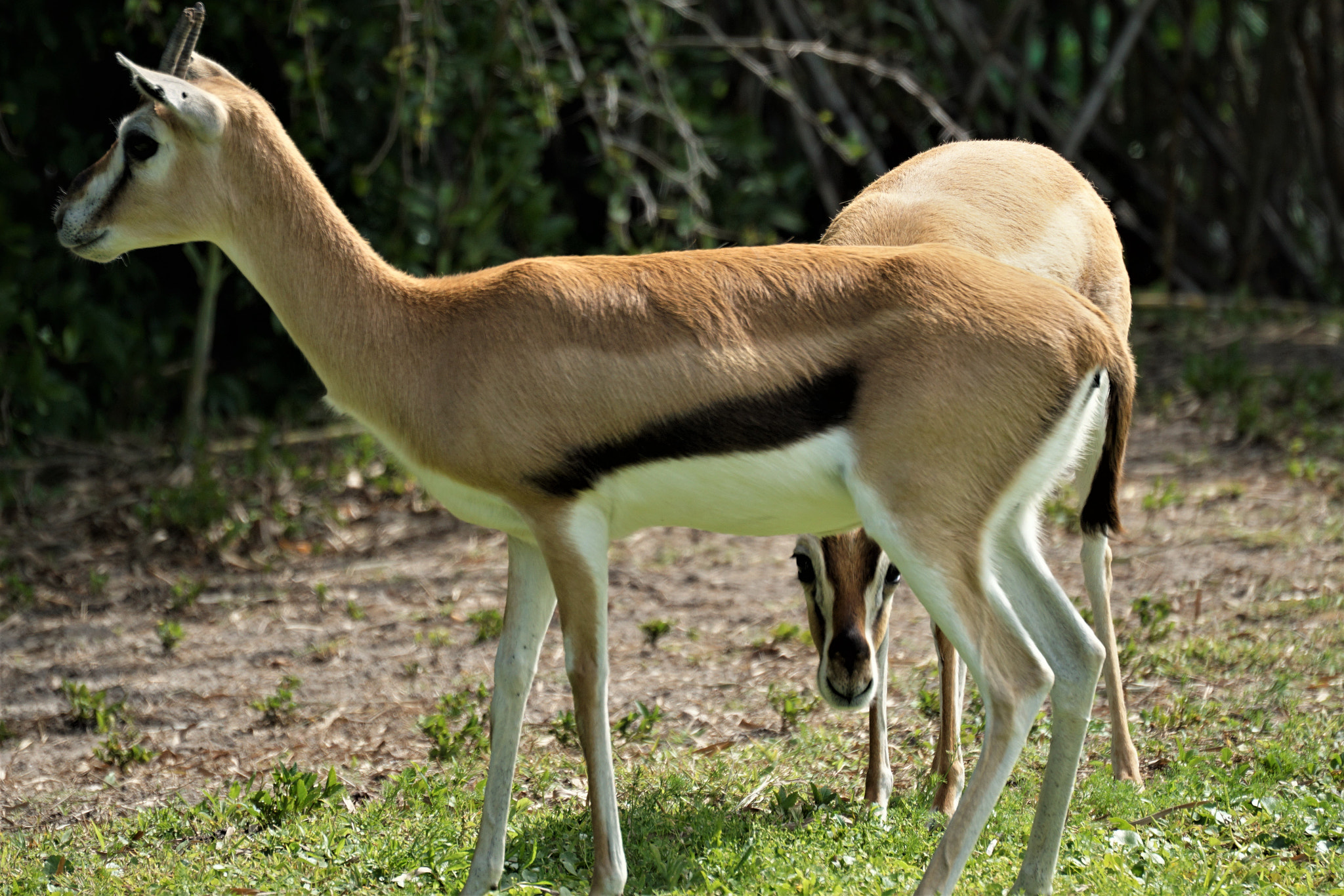 Sony FE 70-300mm F4.5-5.6 G OSS sample photo. Tommy gazelle peeking photography
