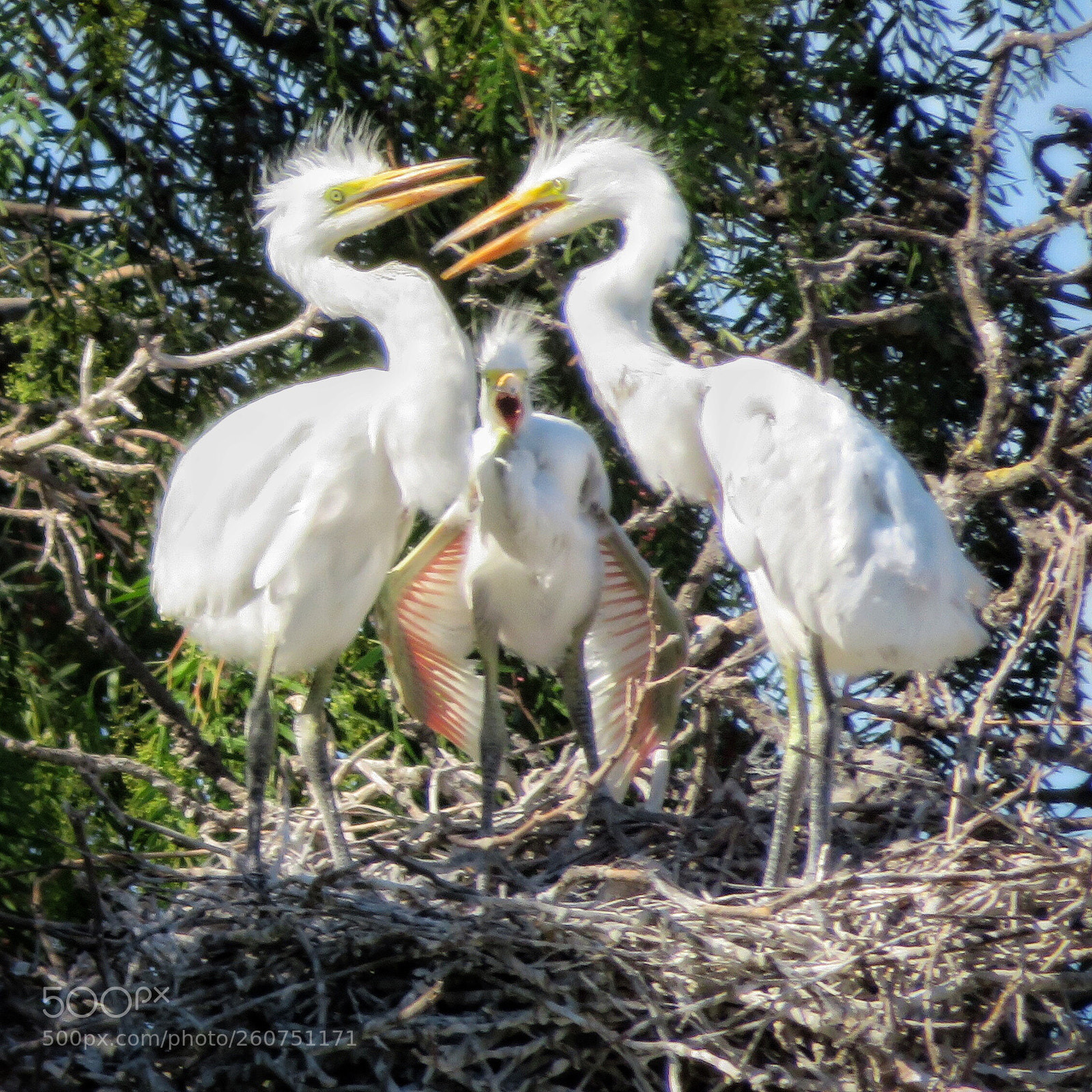 Canon PowerShot SX720 HS sample photo. The scream in the photography