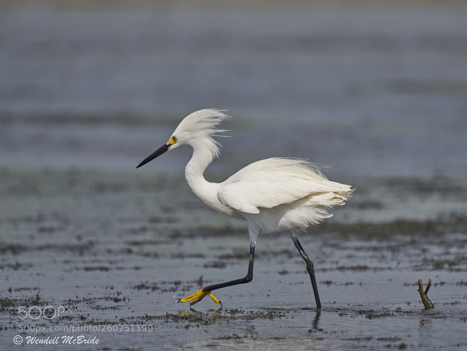 Sony a7R III sample photo. Snowy egret photography