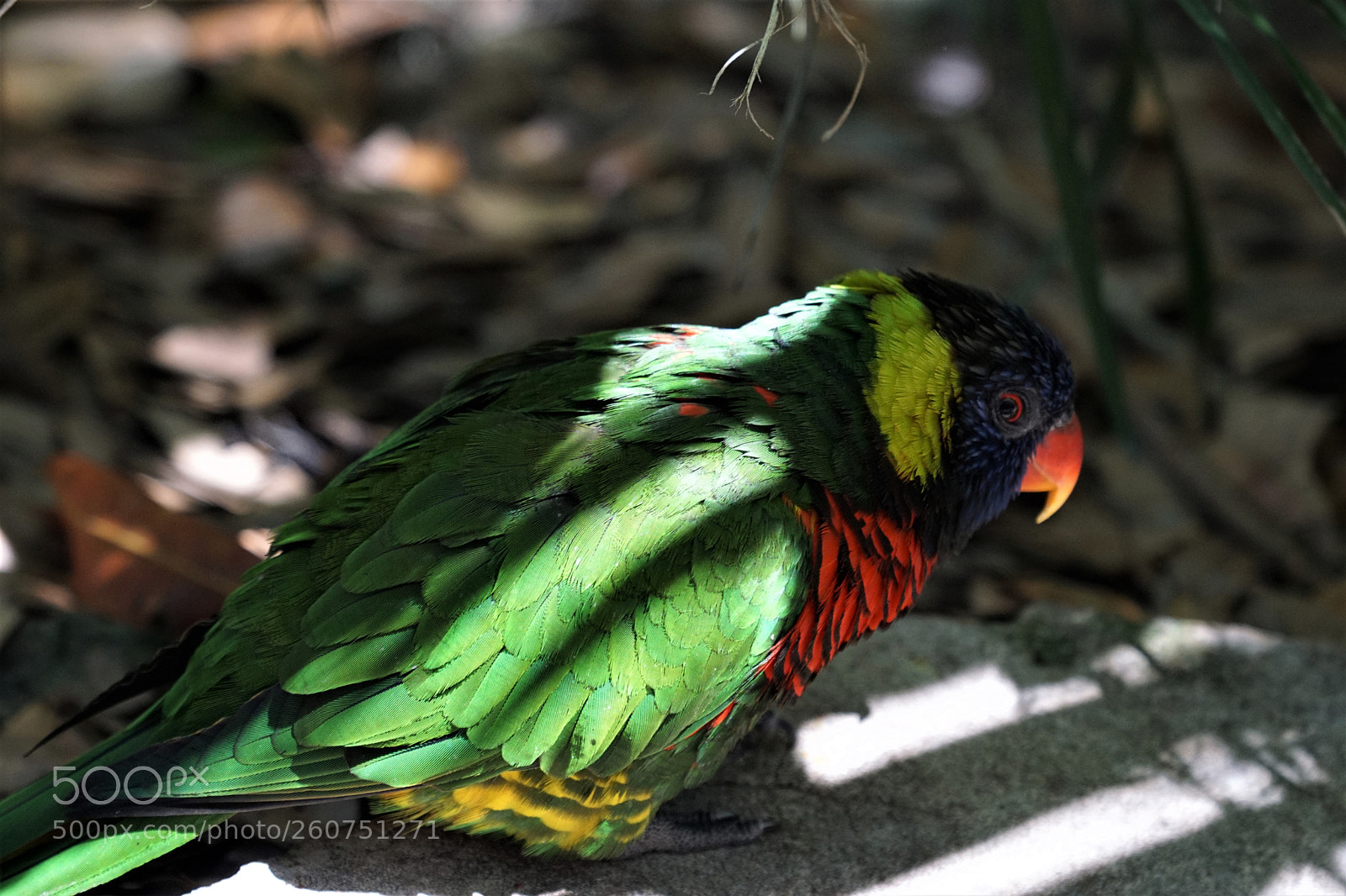 Sony a6000 sample photo. Tropical bird profile mar photography