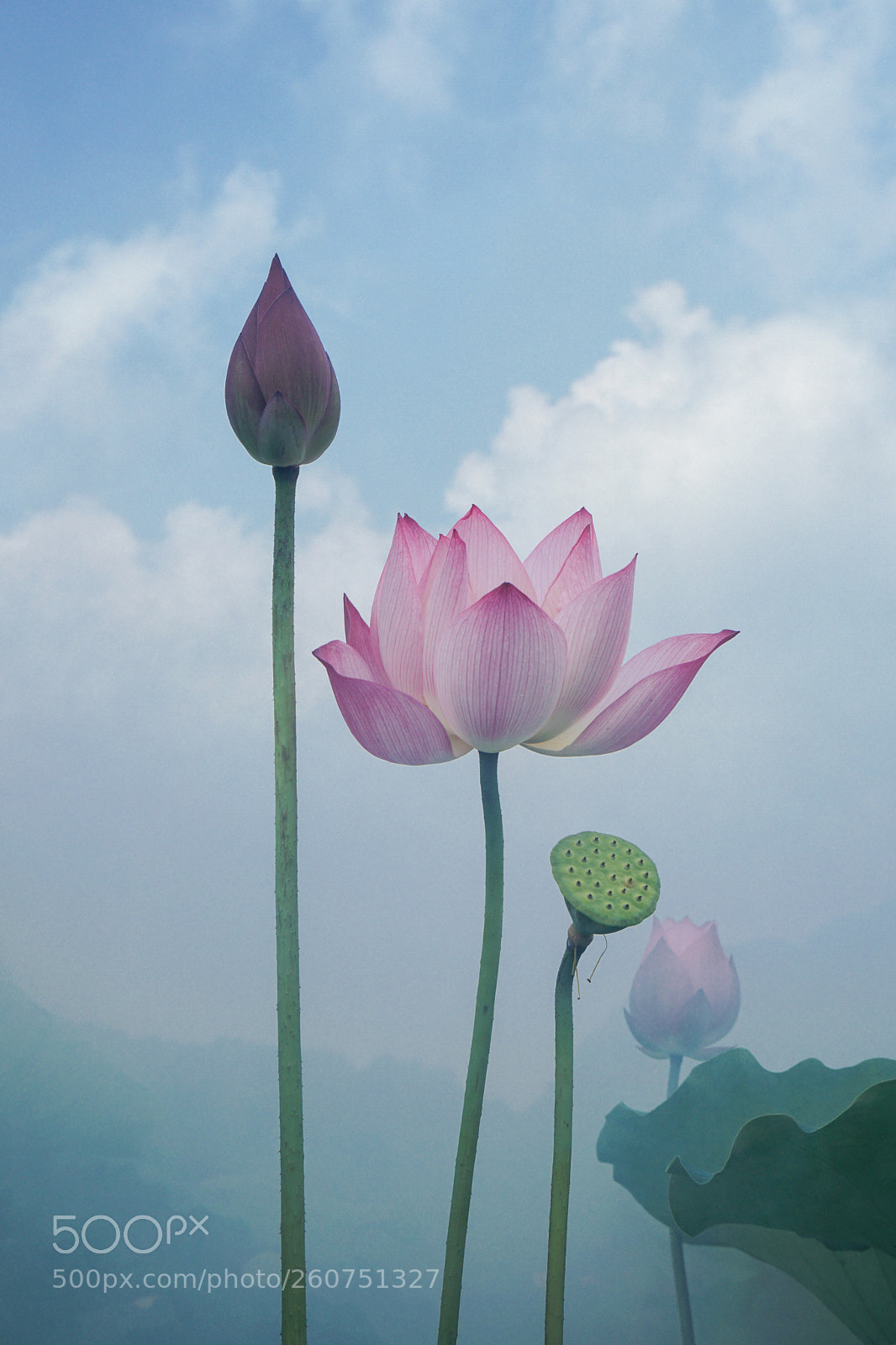 Sony a6300 sample photo. Lotus photography