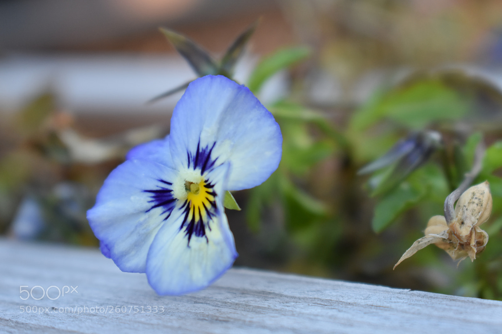 Nikon D3400 sample photo. Open photography