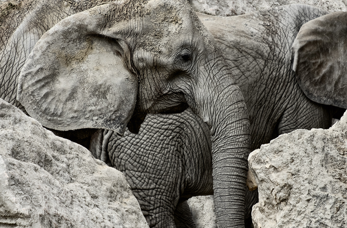 Fujifilm X-T2 sample photo. Loxodonta africana photography