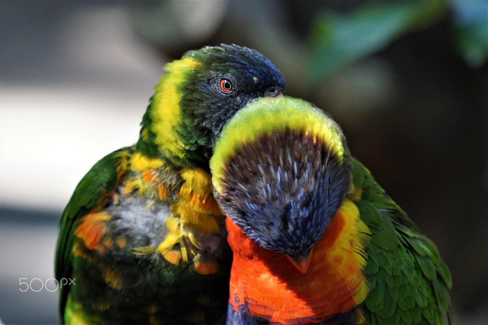 Sony a6000 sample photo. Tropical birds snuggle mar photography