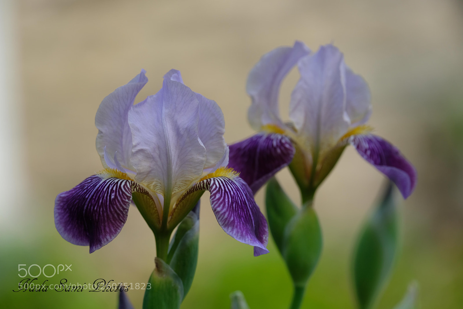Fujifilm X-T2 sample photo. Two colors iris  photography