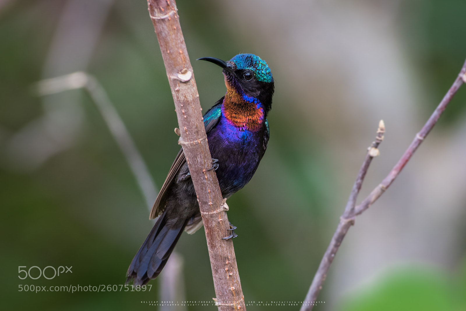 Nikon D810 sample photo. Copper-throated sunbird (male) photography