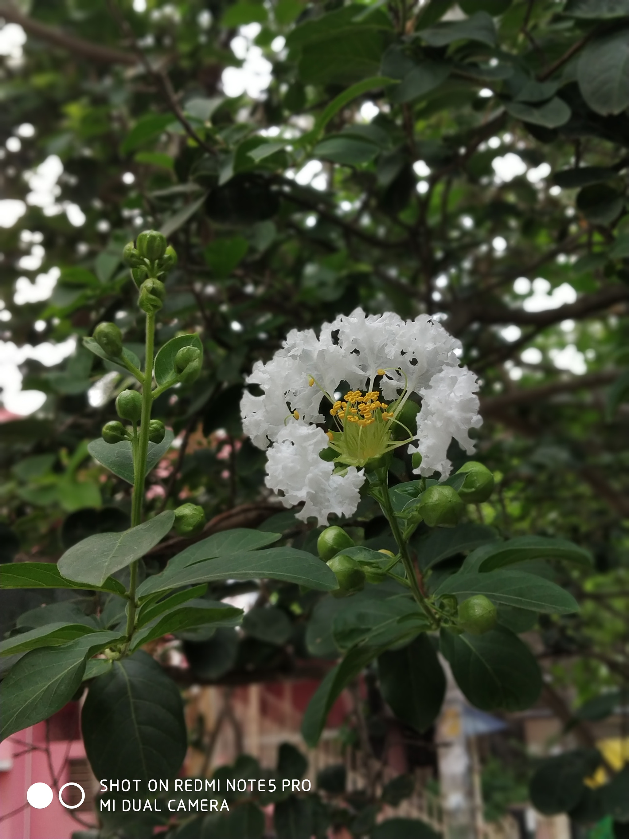 Xiaomi Redmi Note 5 Pro sample photo