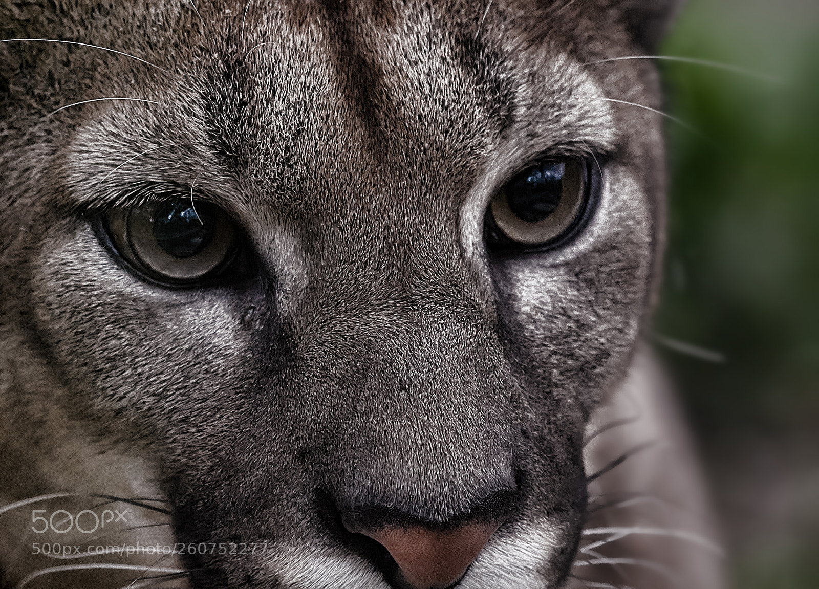 Canon EOS 7D sample photo. Les yeux photography