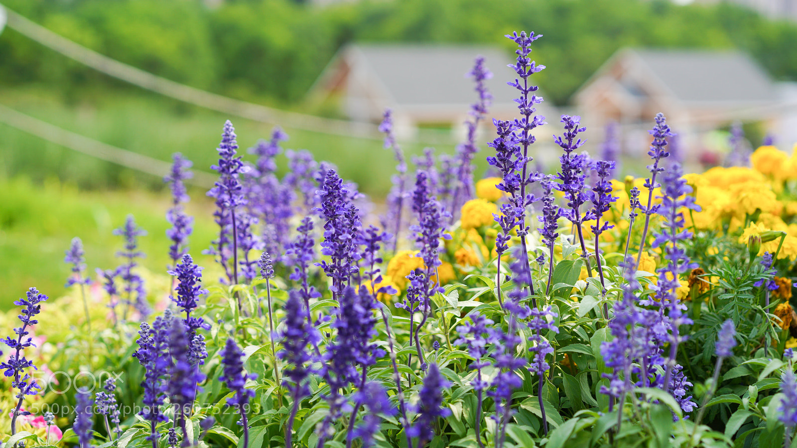 Sony a7 III sample photo. Lavender photography