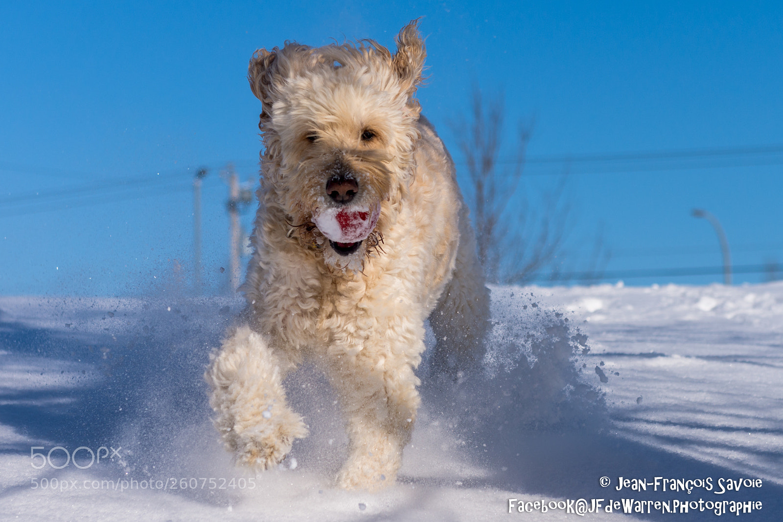 Nikon D610 sample photo. Charge!!! photography