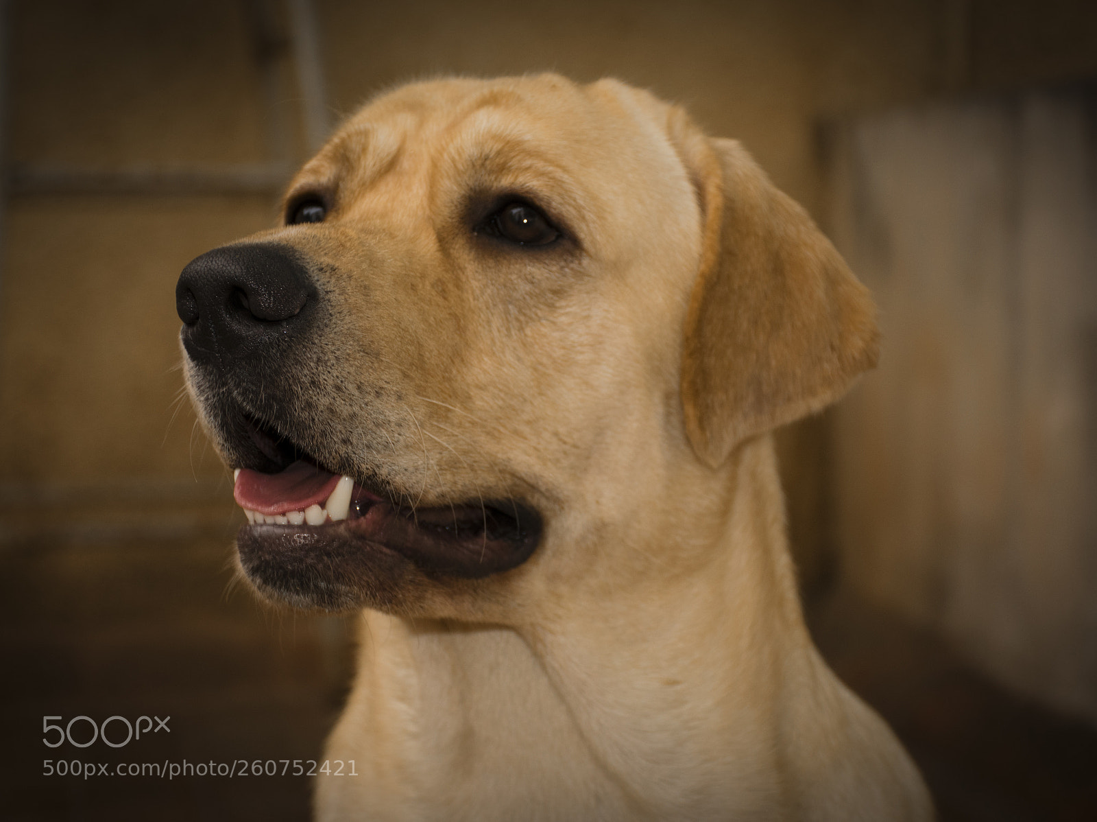 Nikon D3300 sample photo. Labrador photography