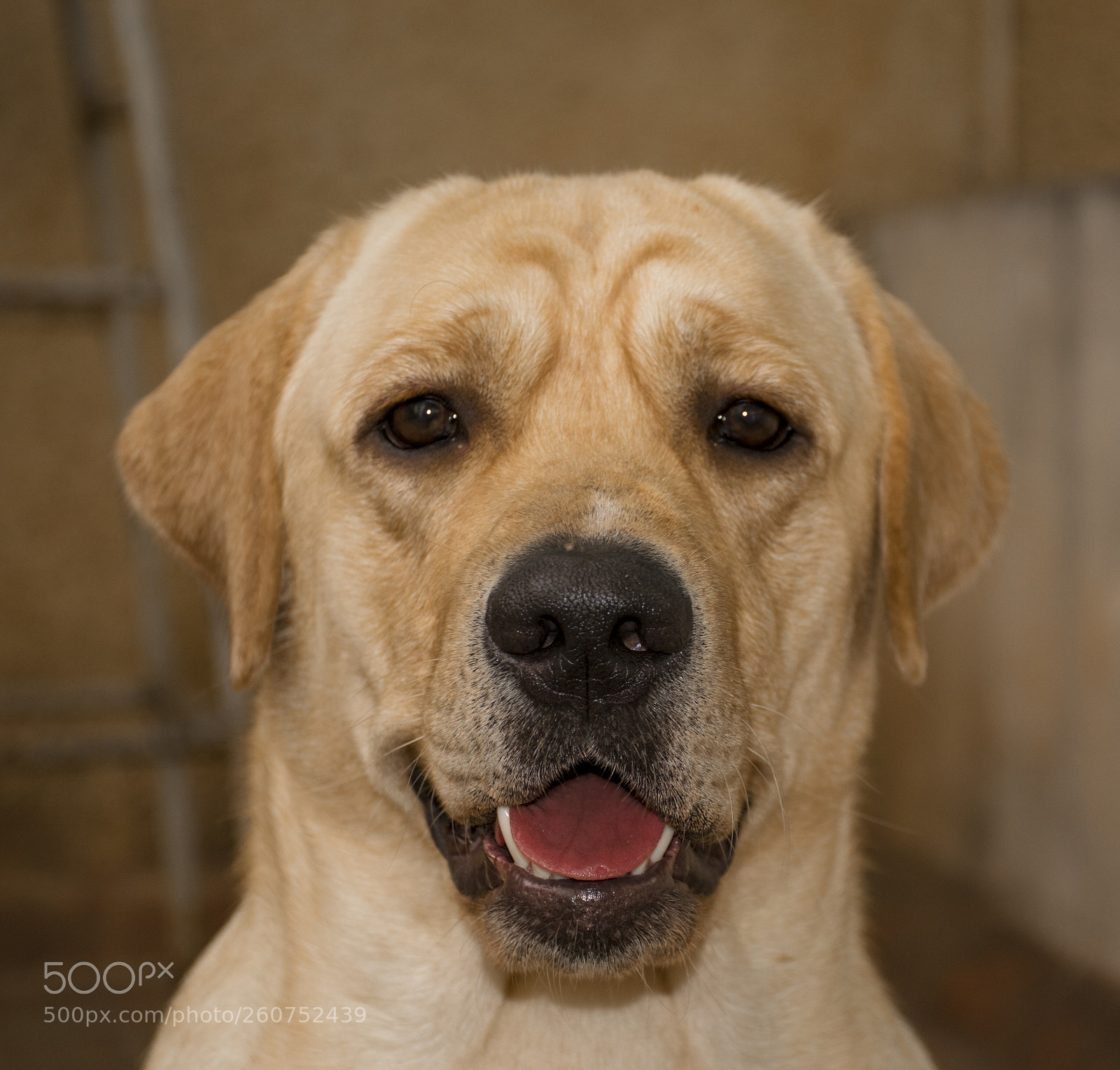 Nikon D3300 sample photo. Labrador photography