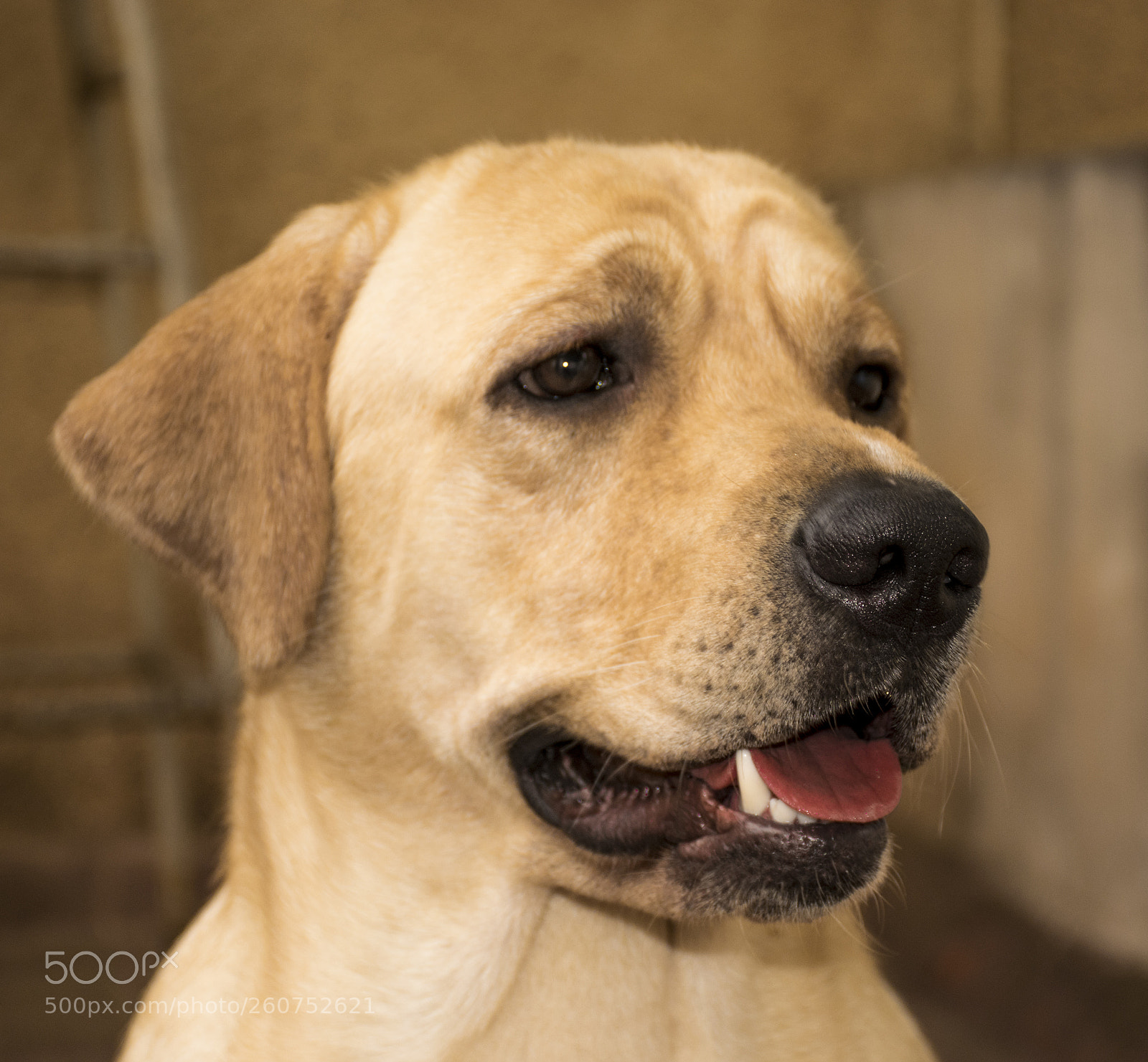 Nikon D3300 sample photo. Labrador photography