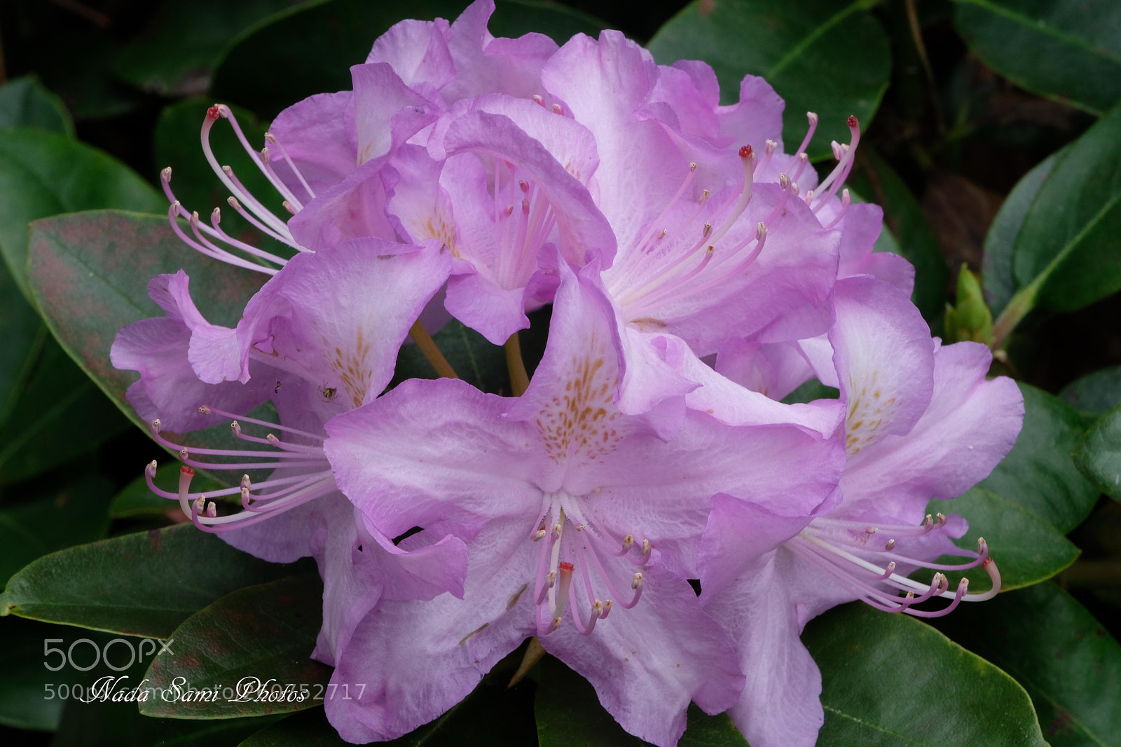 Fujifilm X-T2 sample photo. Purple flowers photography