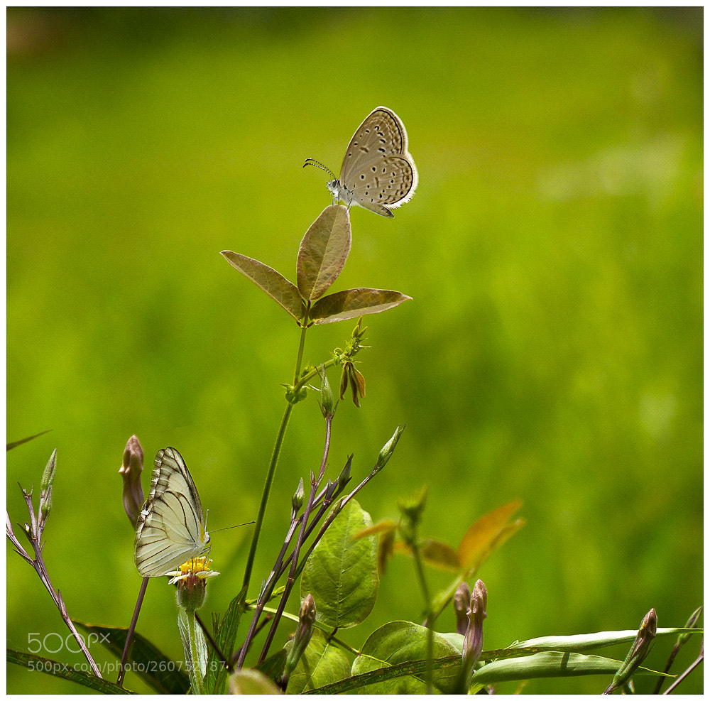 Panasonic Lumix DMC-FZ200 sample photo. Tiny winged critters photography