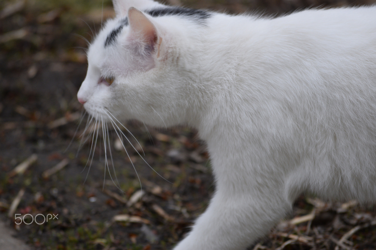 Nikon D3300 sample photo. Prowl photography