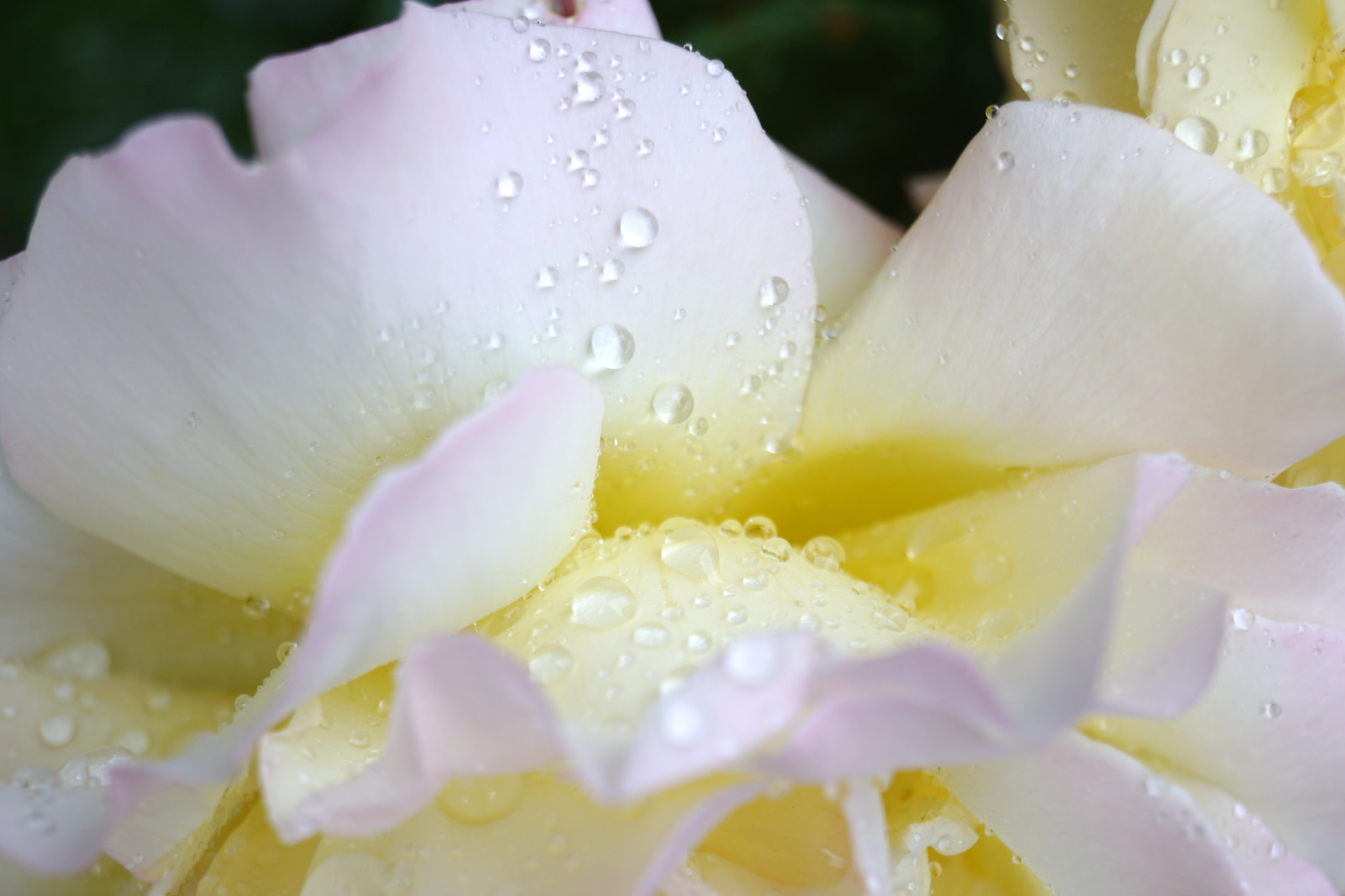 Sony SLT-A68 sample photo. Petals after rain photography