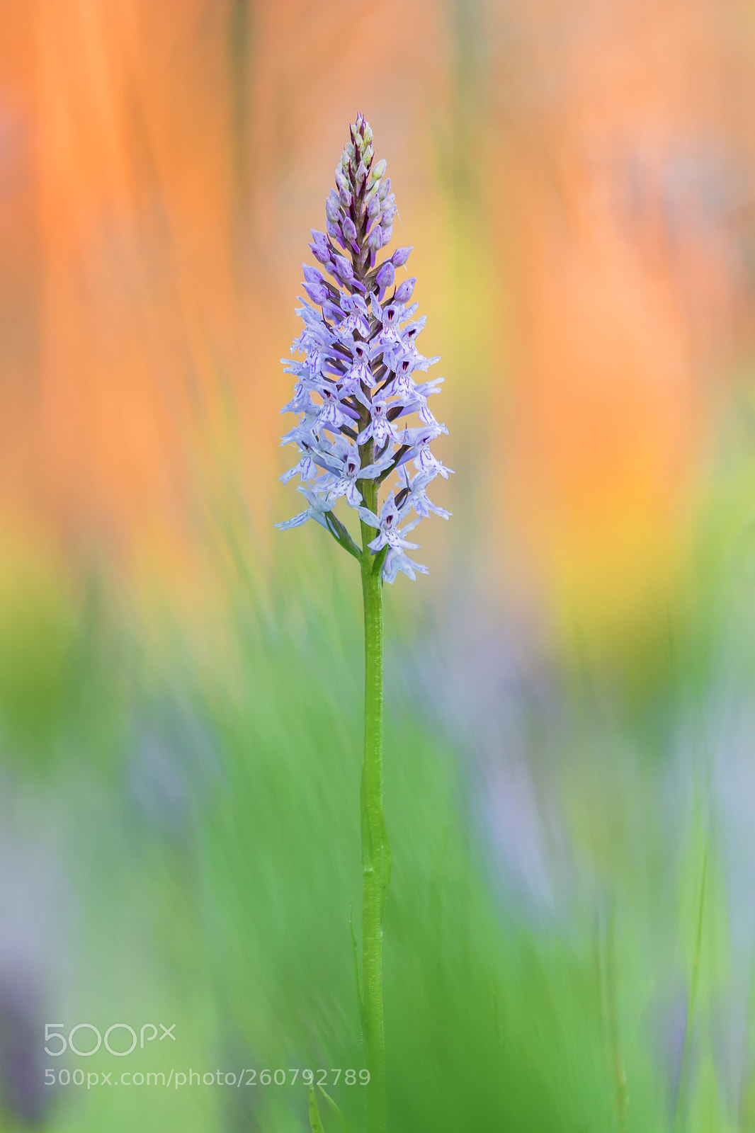 Canon EOS 80D sample photo. Fuchsknabenkraut photography