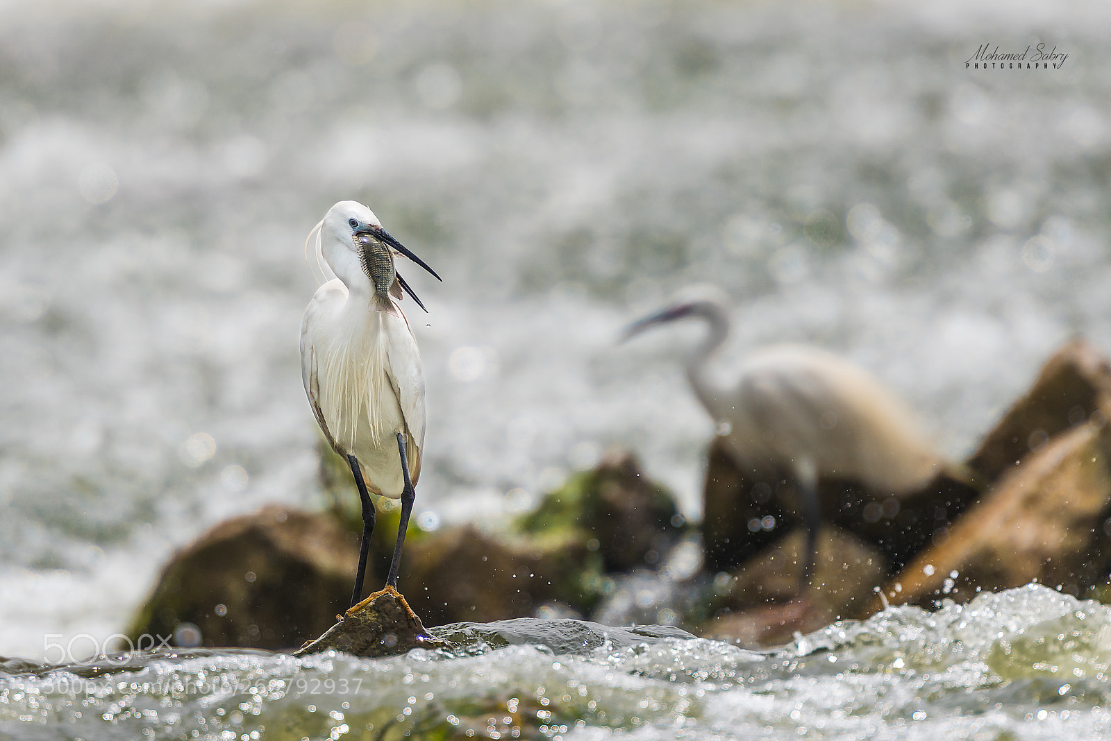 Nikon D810 sample photo. Little egret photography