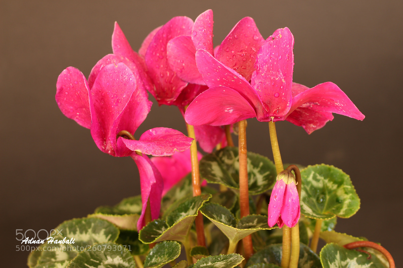 Canon EOS 700D (EOS Rebel T5i / EOS Kiss X7i) sample photo. Flower photography