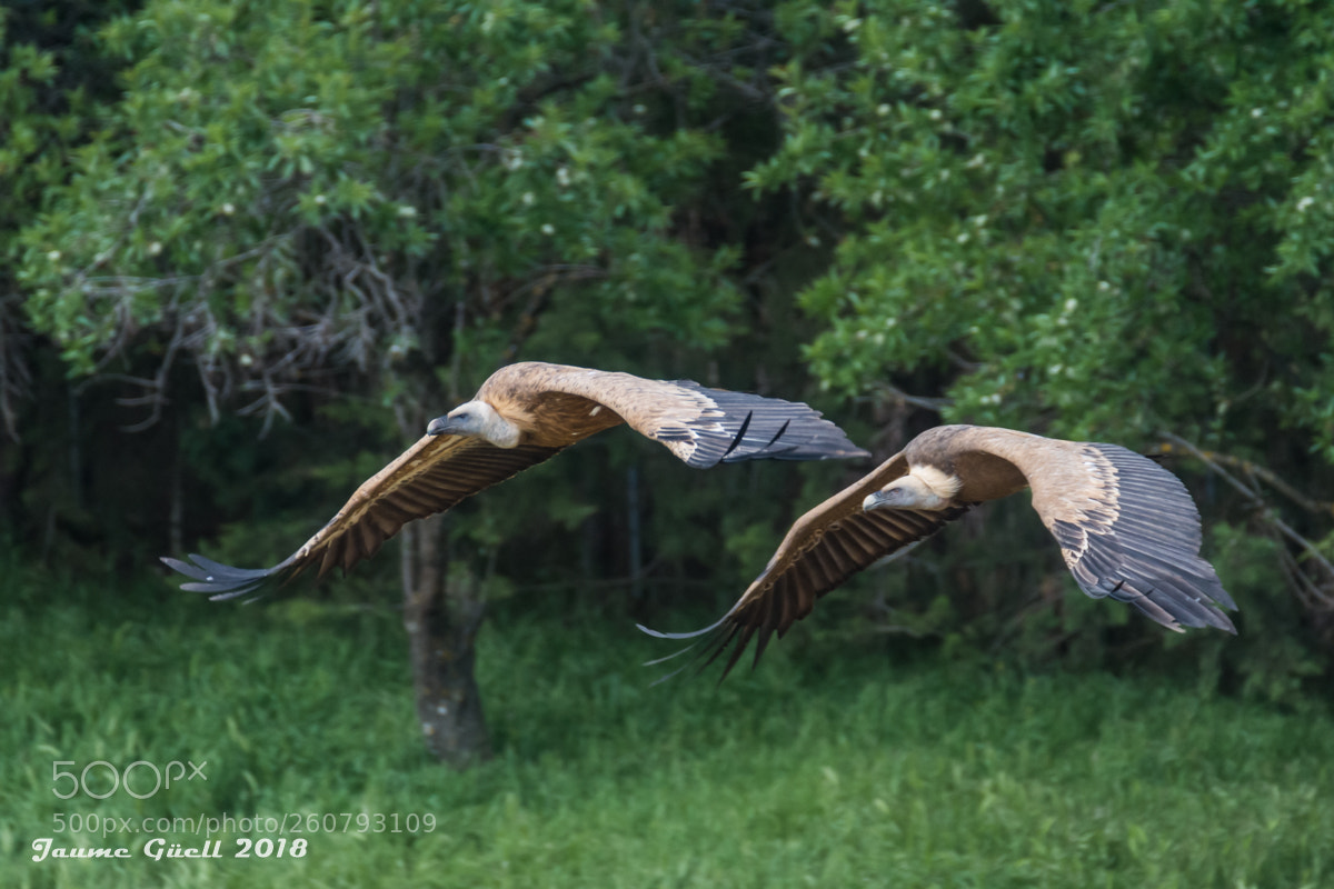 Nikon D7200 sample photo. Griffon vulture - buitre photography