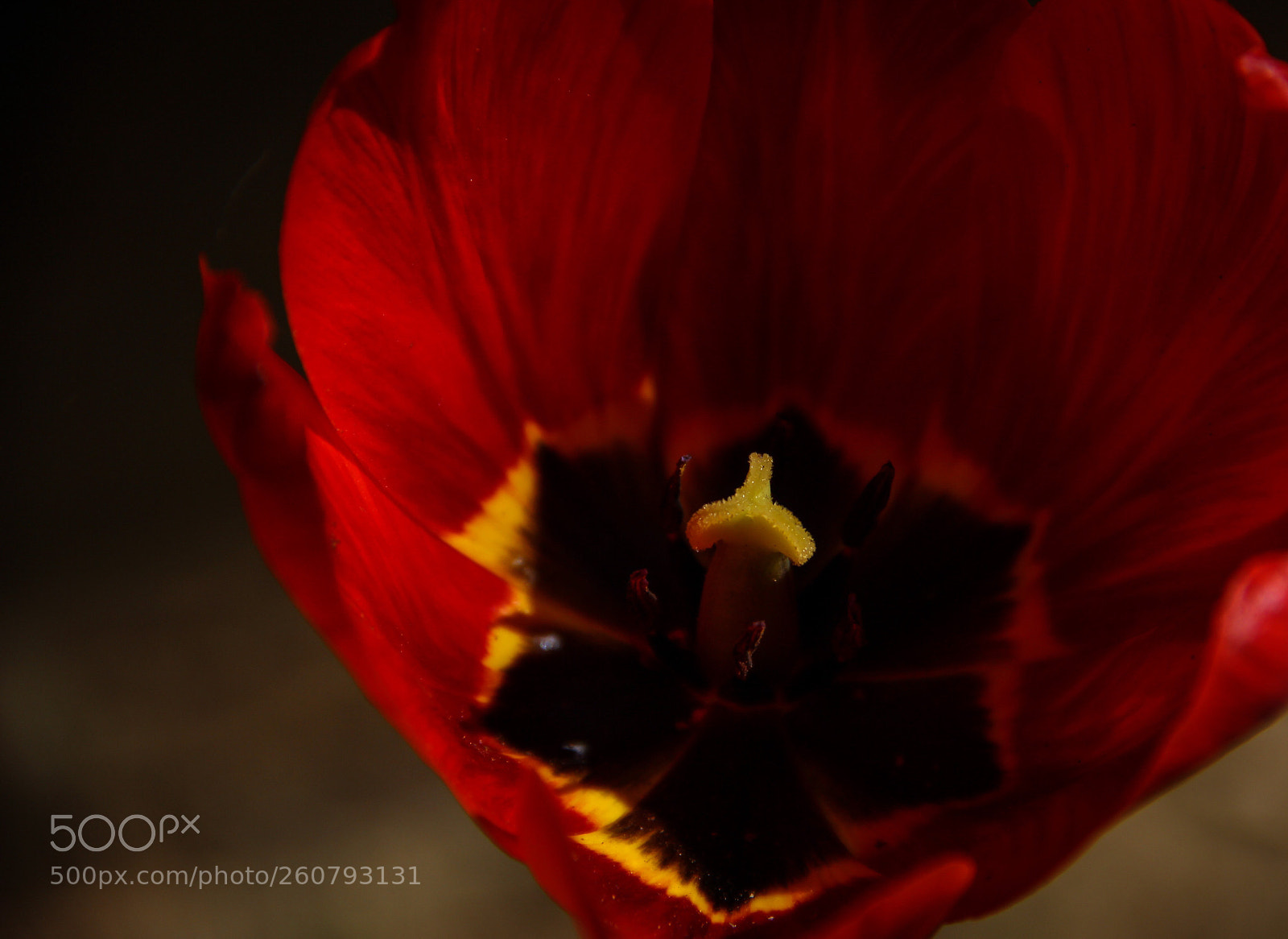 Canon EOS 600D (Rebel EOS T3i / EOS Kiss X5) sample photo. Red tulip photography