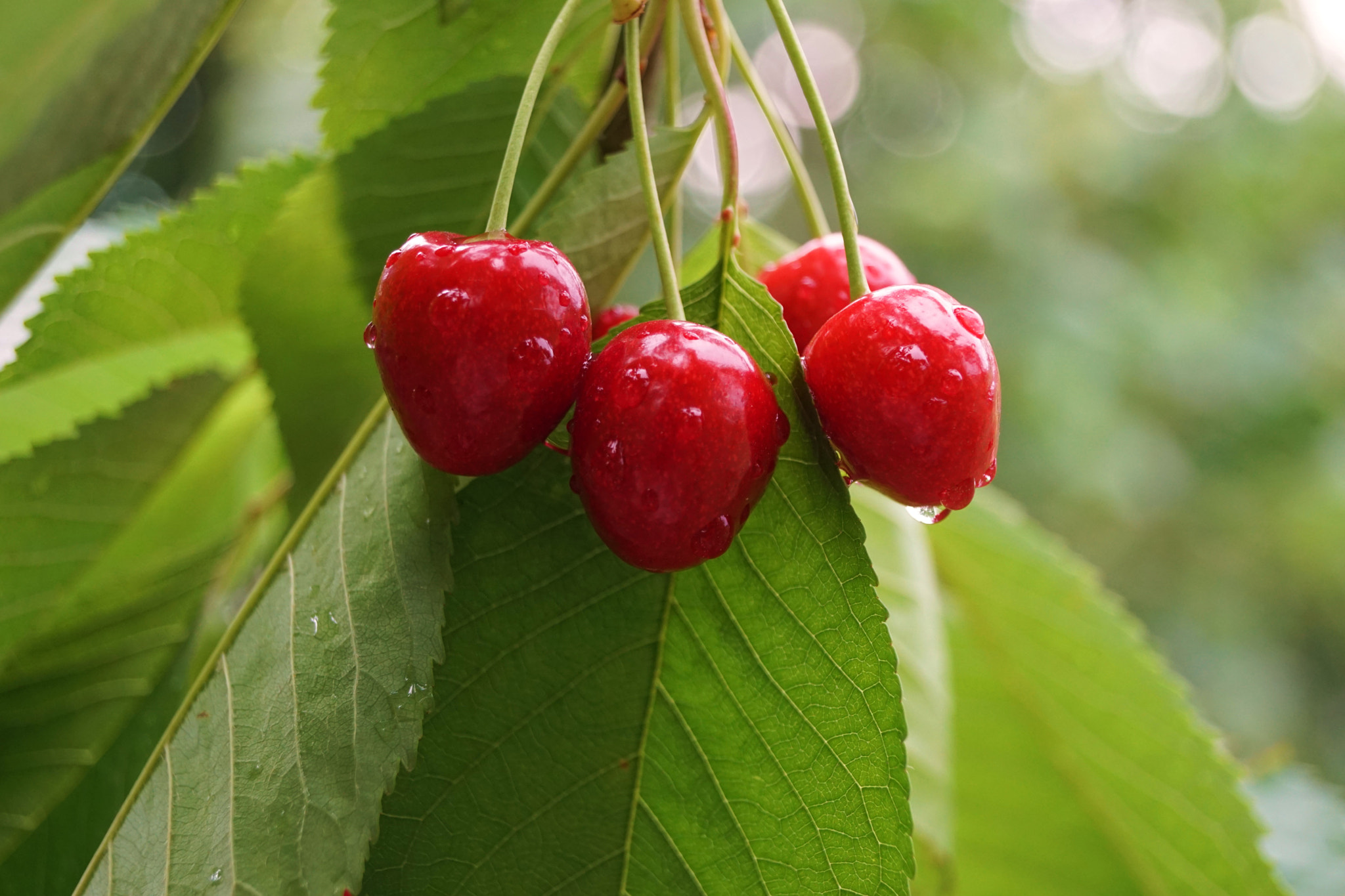 Sony SLT-A68 sample photo. Cherry weather photography