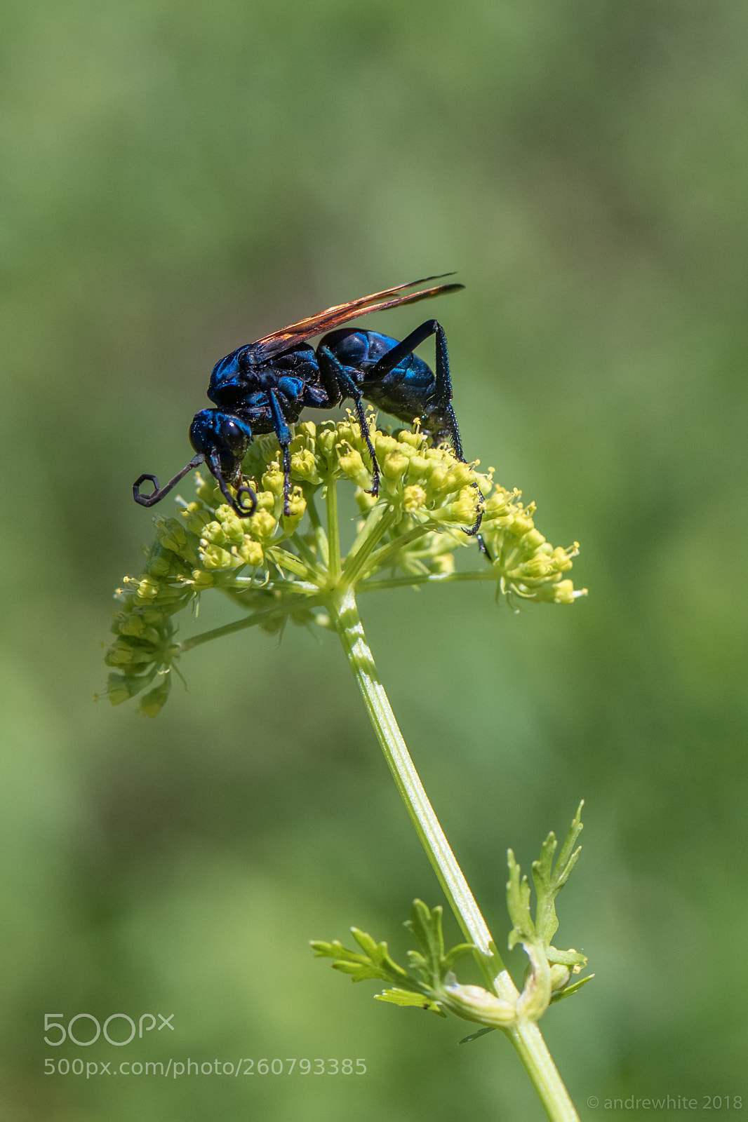 Nikon D850 sample photo. Tarantula hawk photography