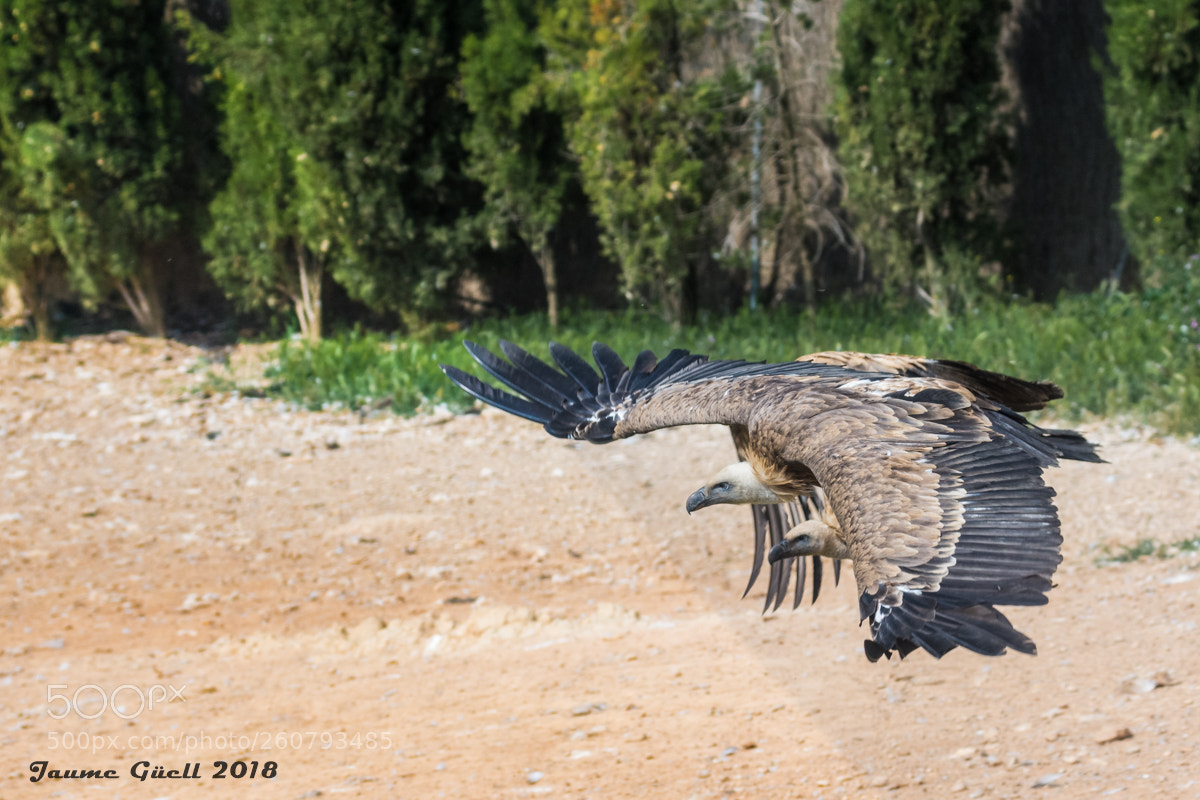 Nikon D7200 sample photo. Griffon vulture - buitre photography