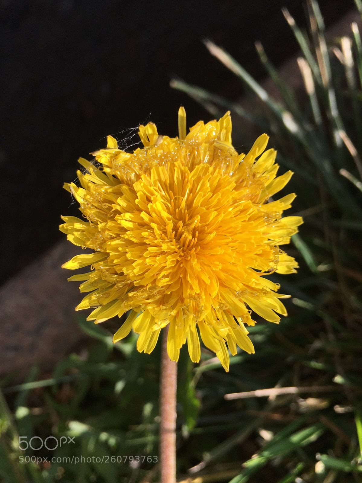 Apple iPhone 6s Plus sample photo. Wild flower  photography