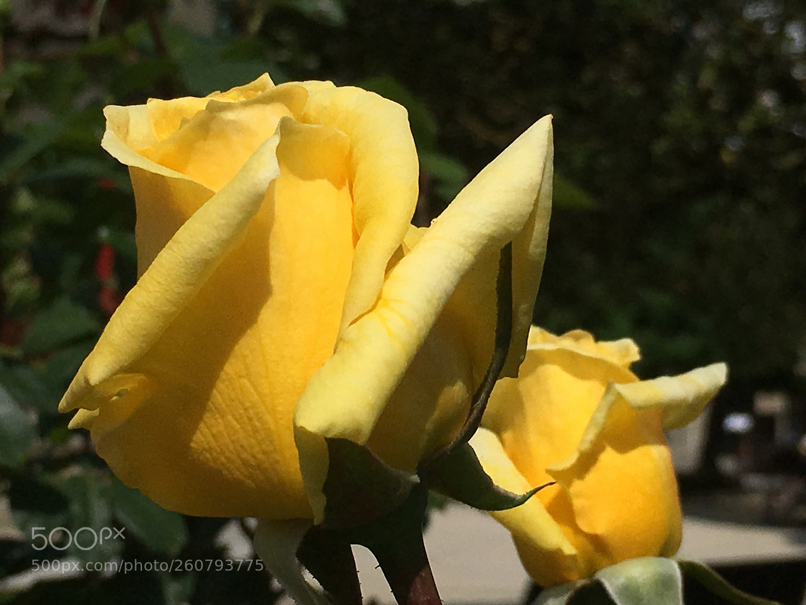 Apple iPhone 6s sample photo. Untitled photography