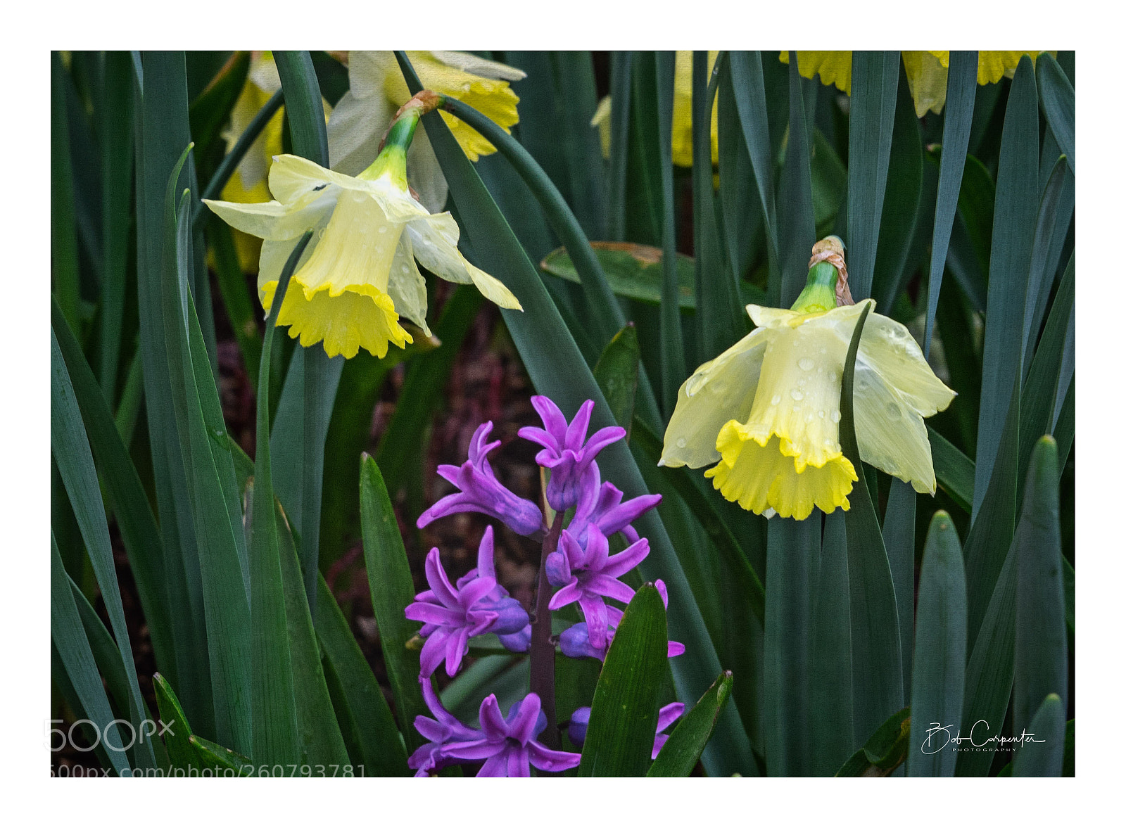 Sony a7 II sample photo. Nature's spring bouquet photography