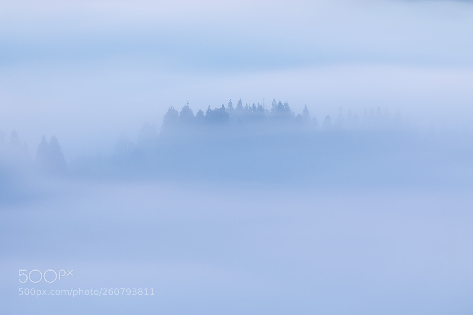 Canon EOS 5D Mark IV sample photo. Forest photography