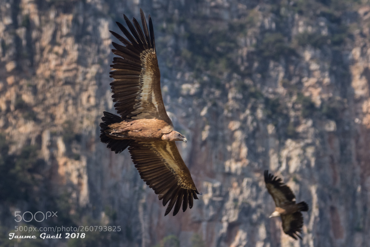 Nikon D7200 sample photo. Griffon vulture - buitre photography