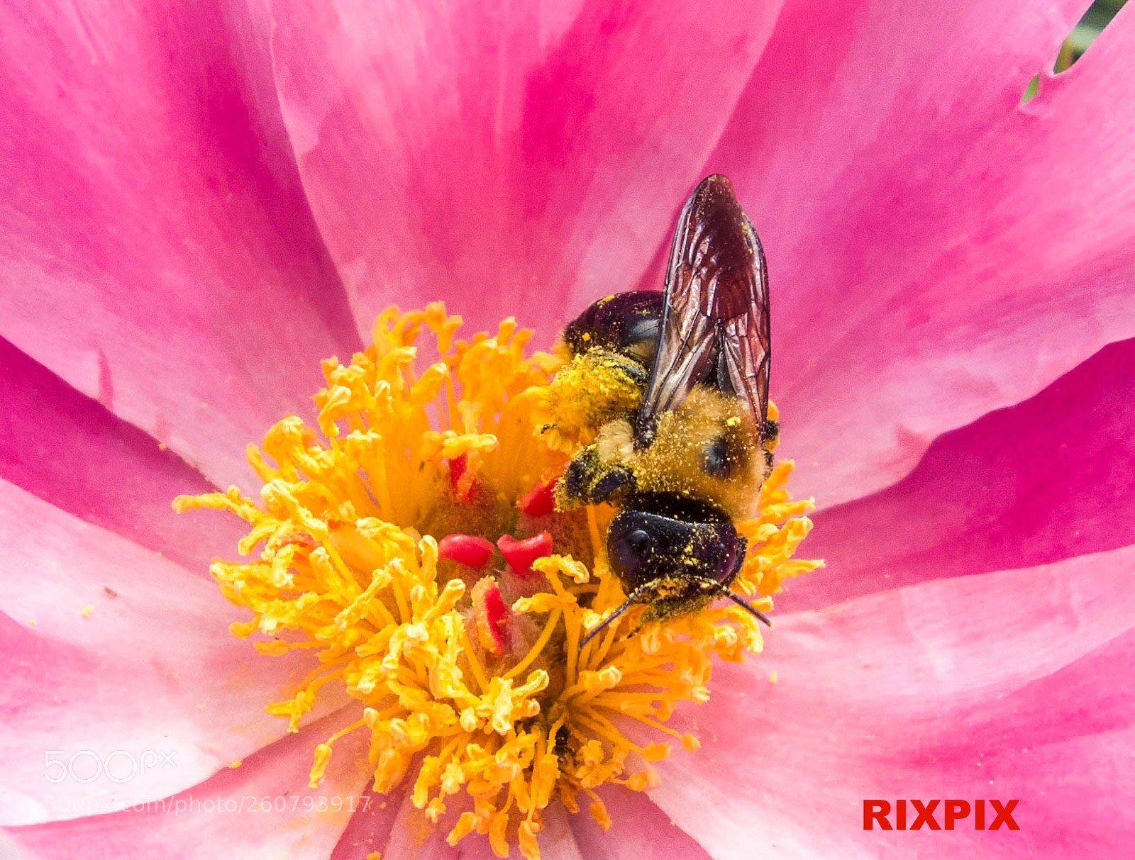 Sony Cyber-shot DSC-RX100 sample photo. Peony and bee photography