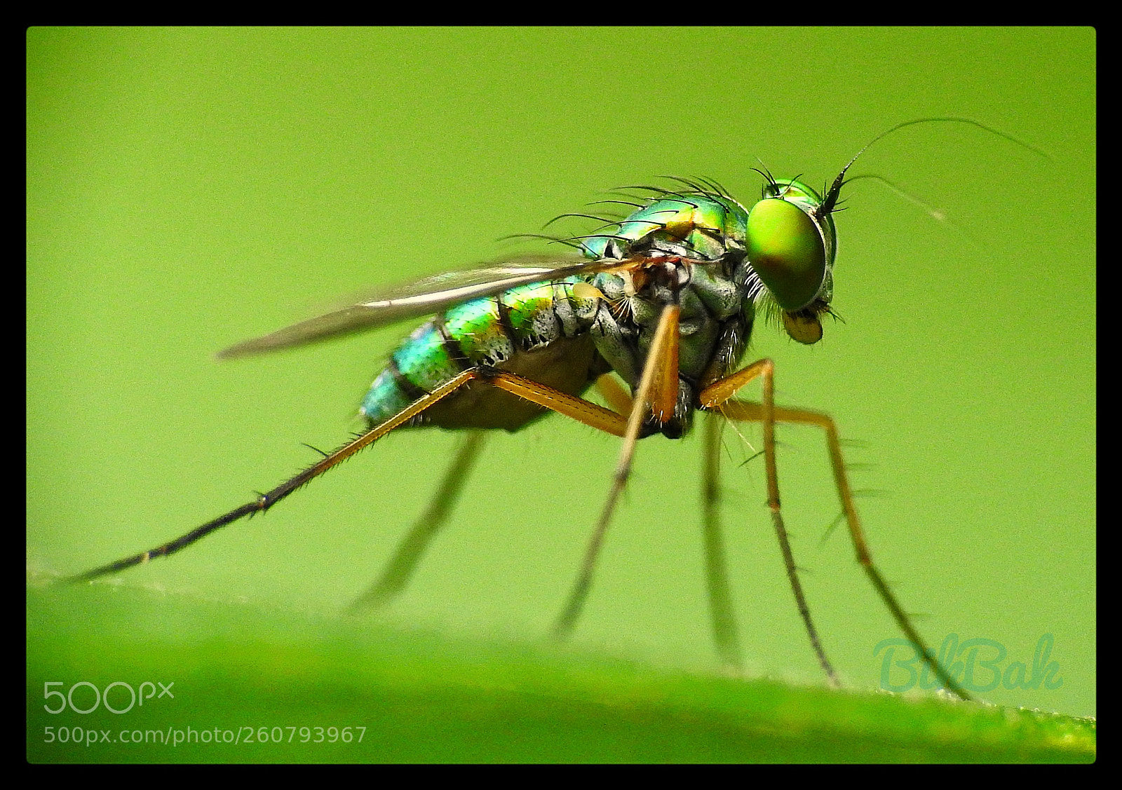 Nikon Coolpix P900 sample photo. Green long legged fly photography