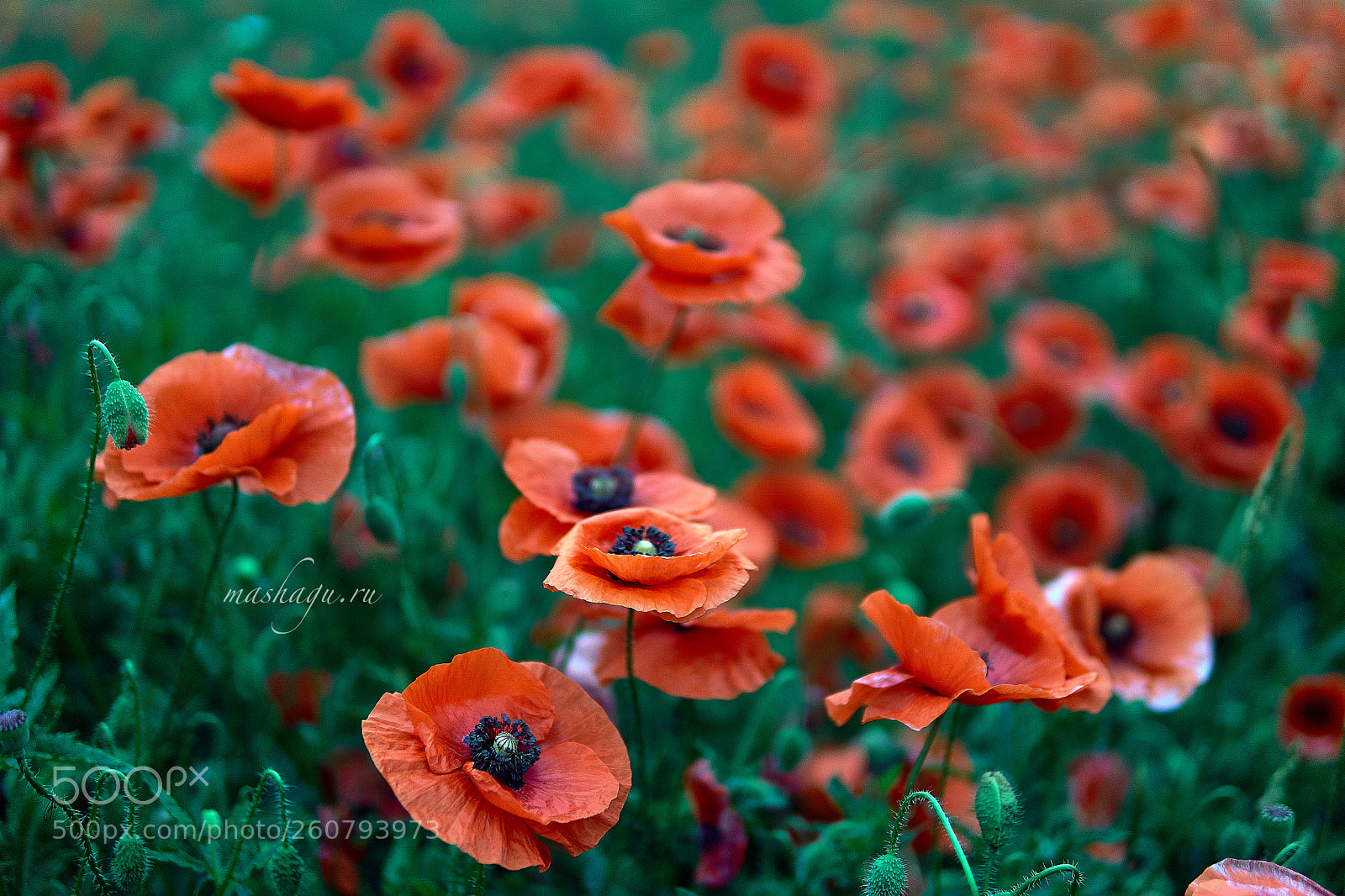 Sony a6300 sample photo. Nonferrous photography