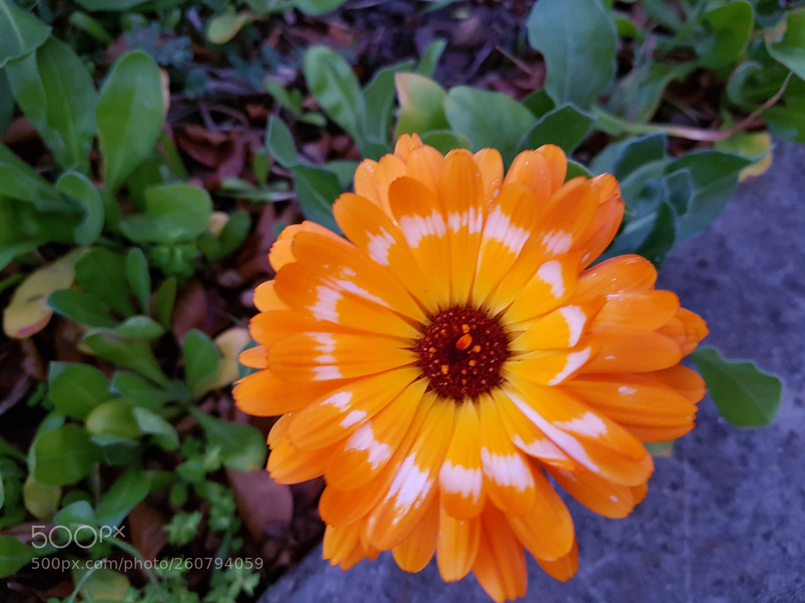 Samsung Galaxy S7 Edge sample photo. Untitled photography